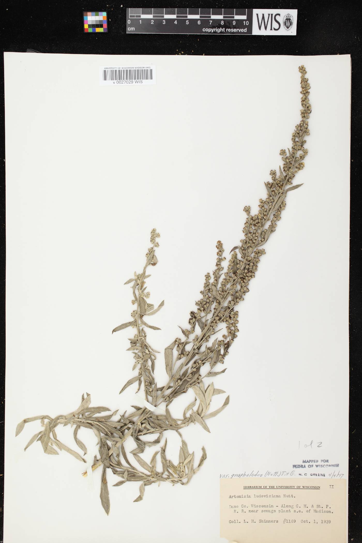 Artemisia ludoviciana image