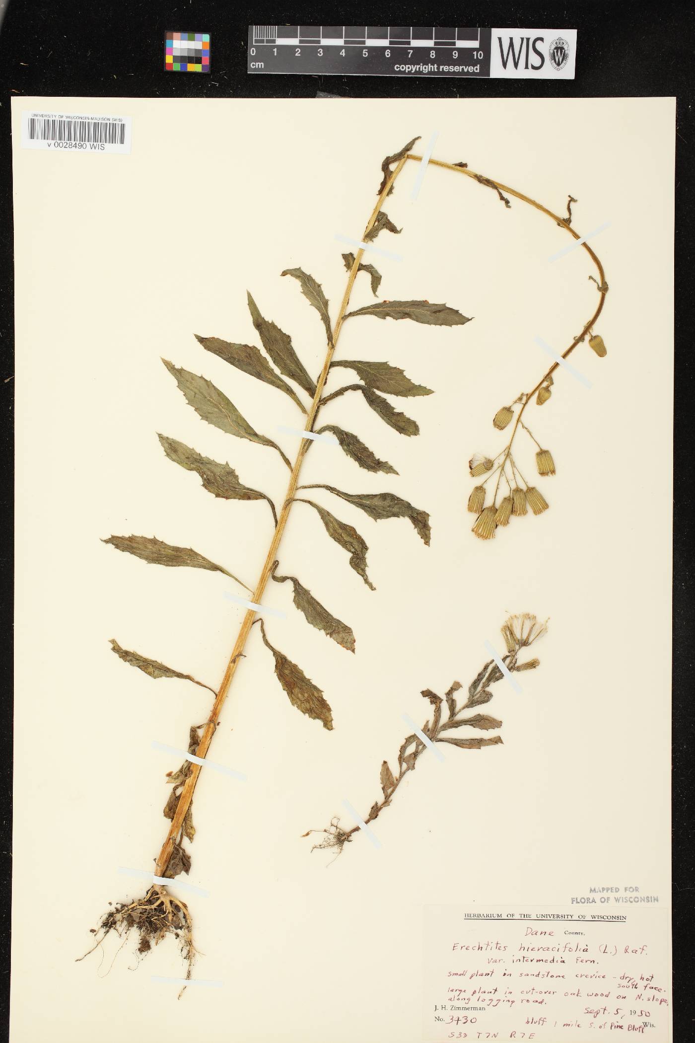 Erechtites hieracifolius image