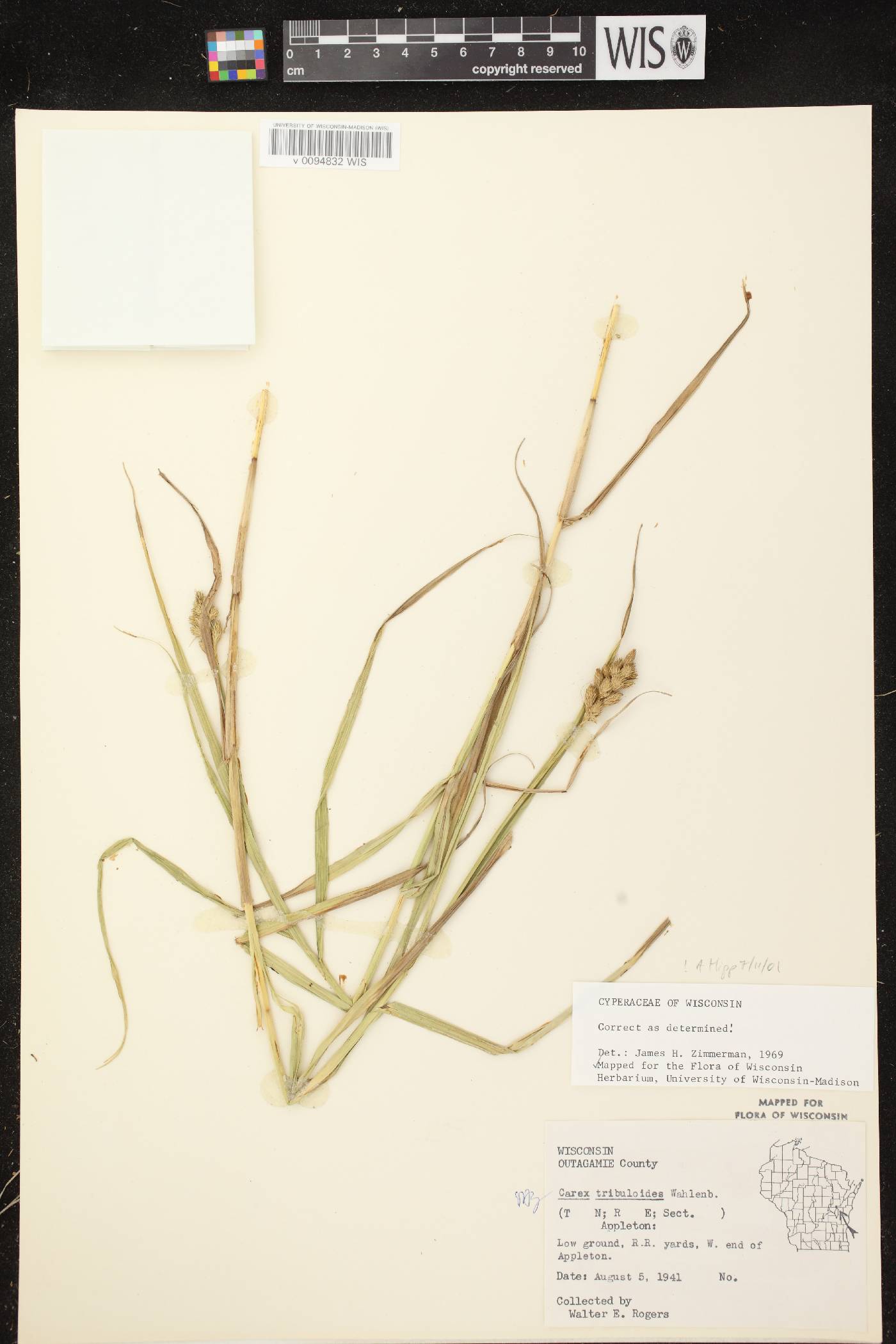 Carex tribuloides var. tribuloides image