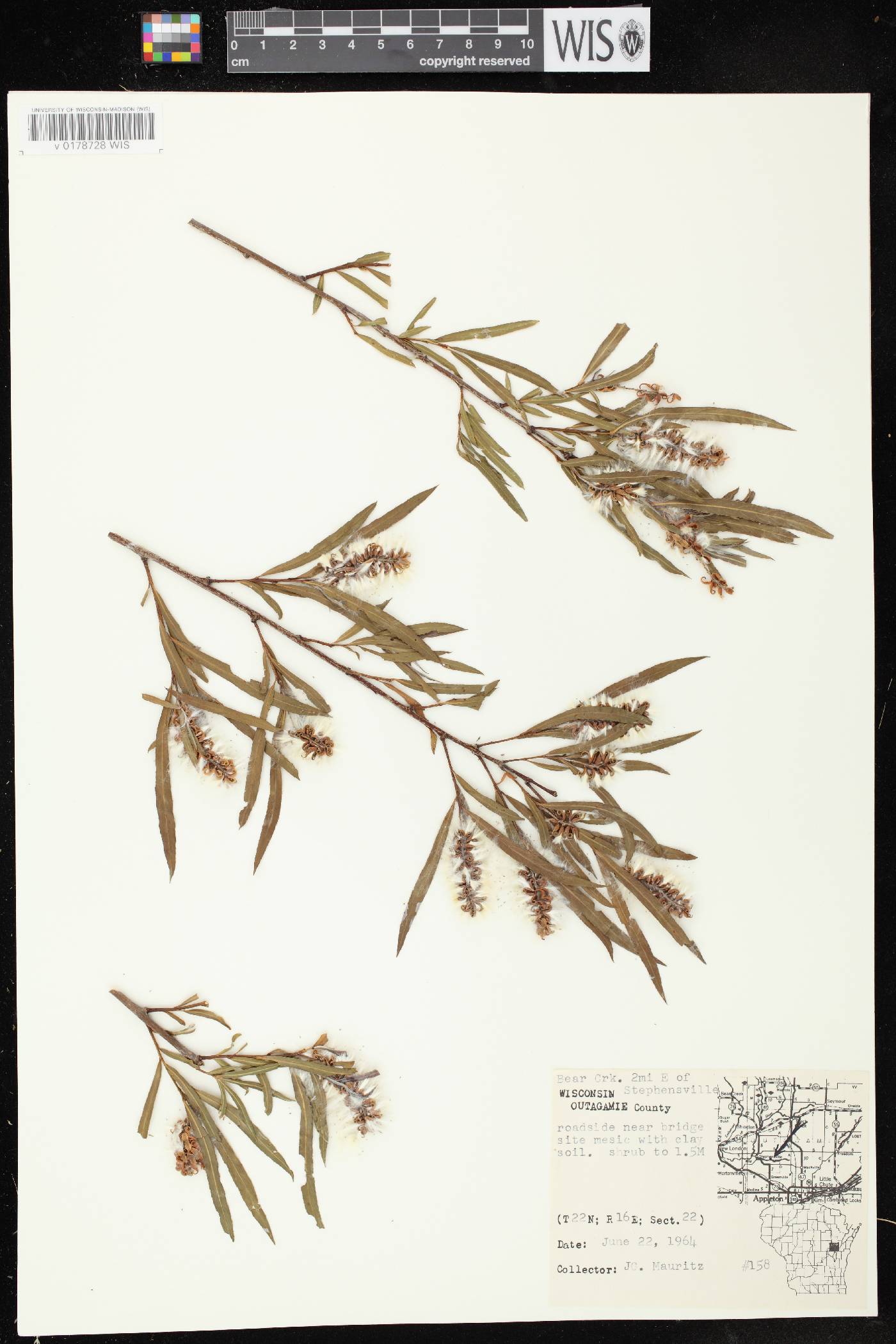 Salix interior image