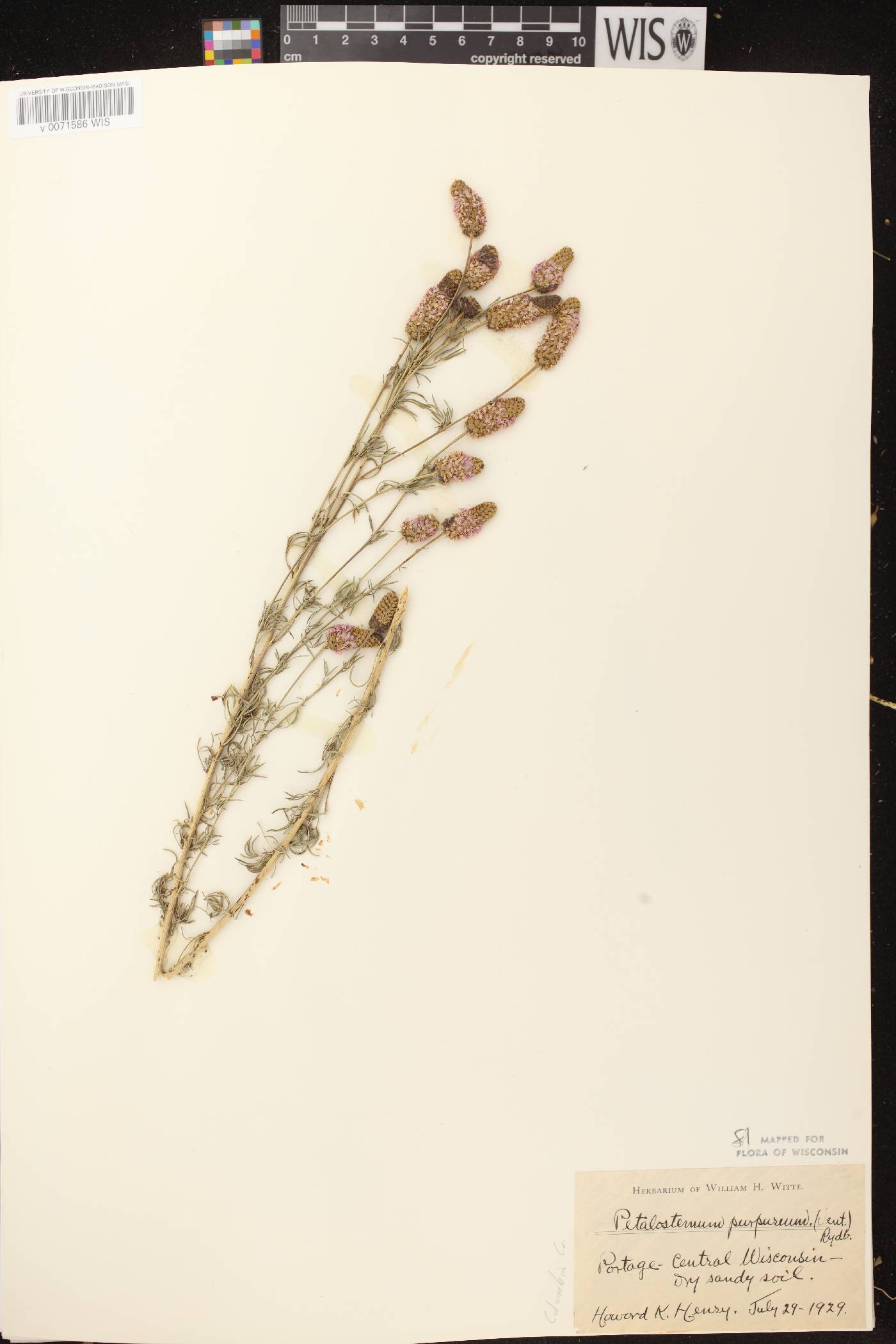 Dalea purpurea var. purpurea image