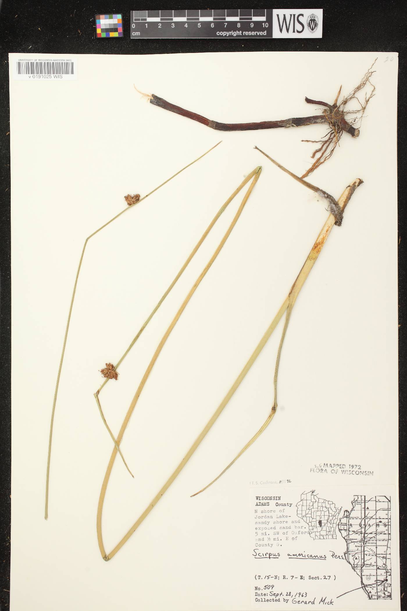 Schoenoplectus pungens image