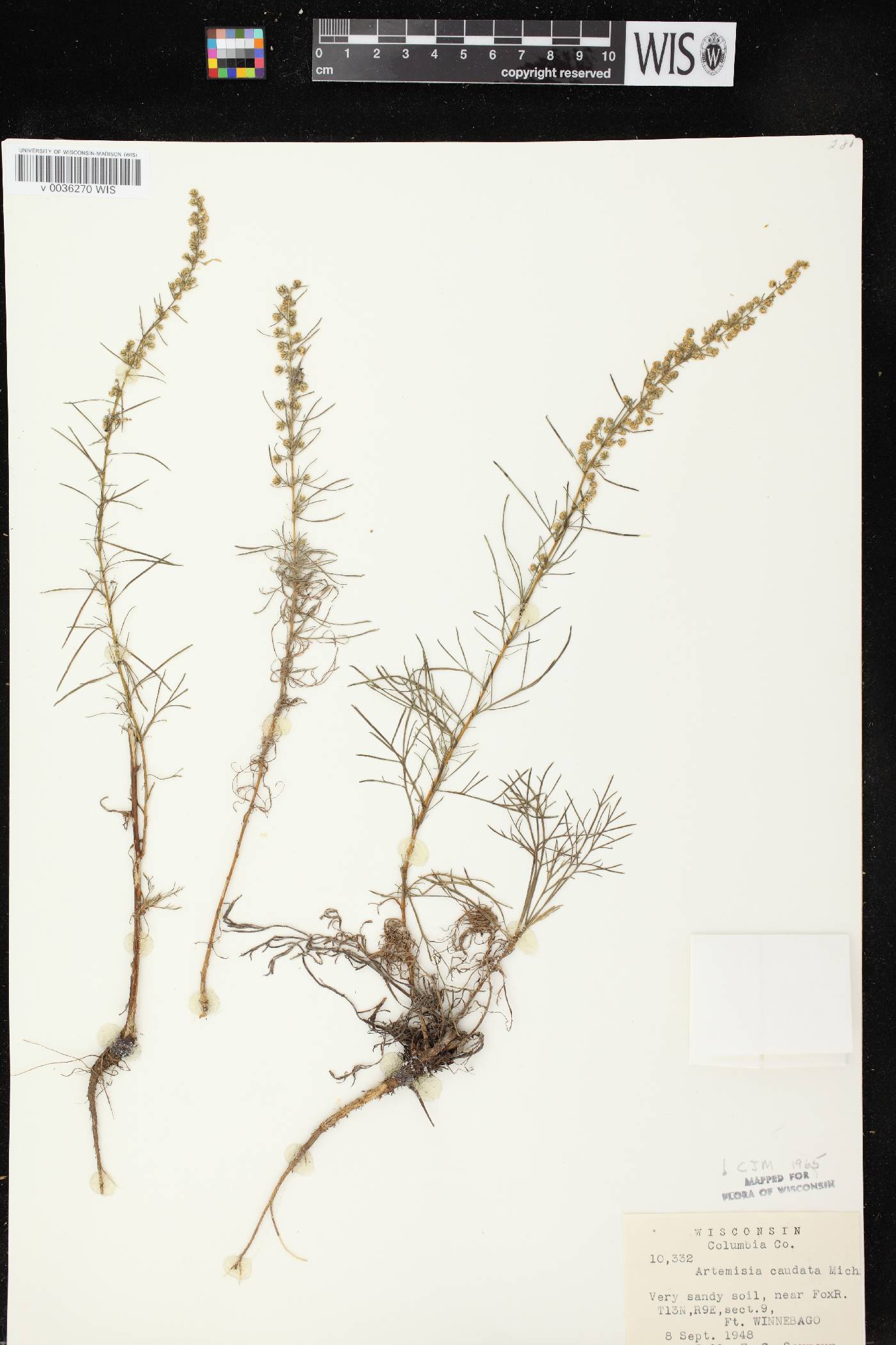 Artemisia campestris image