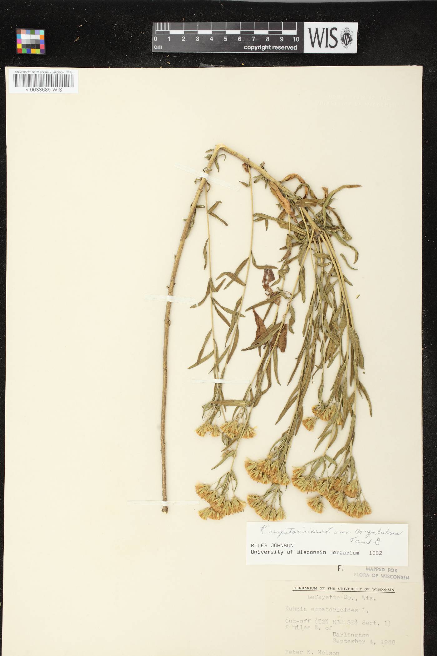 Brickellia eupatorioides image