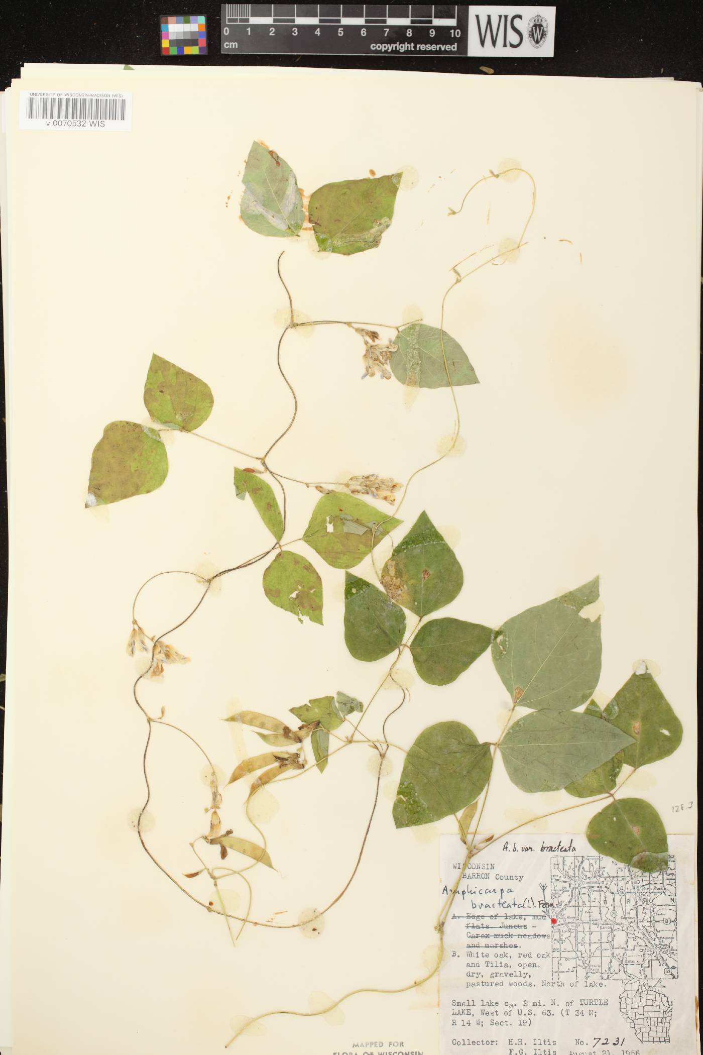 Amphicarpaea bracteata image