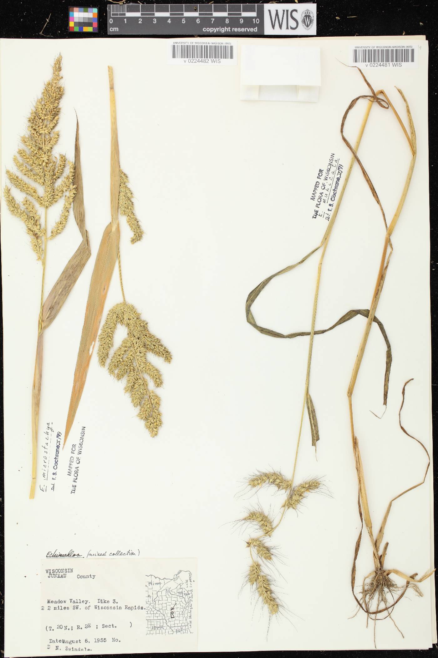 Echinochloa muricata var. microstachya image