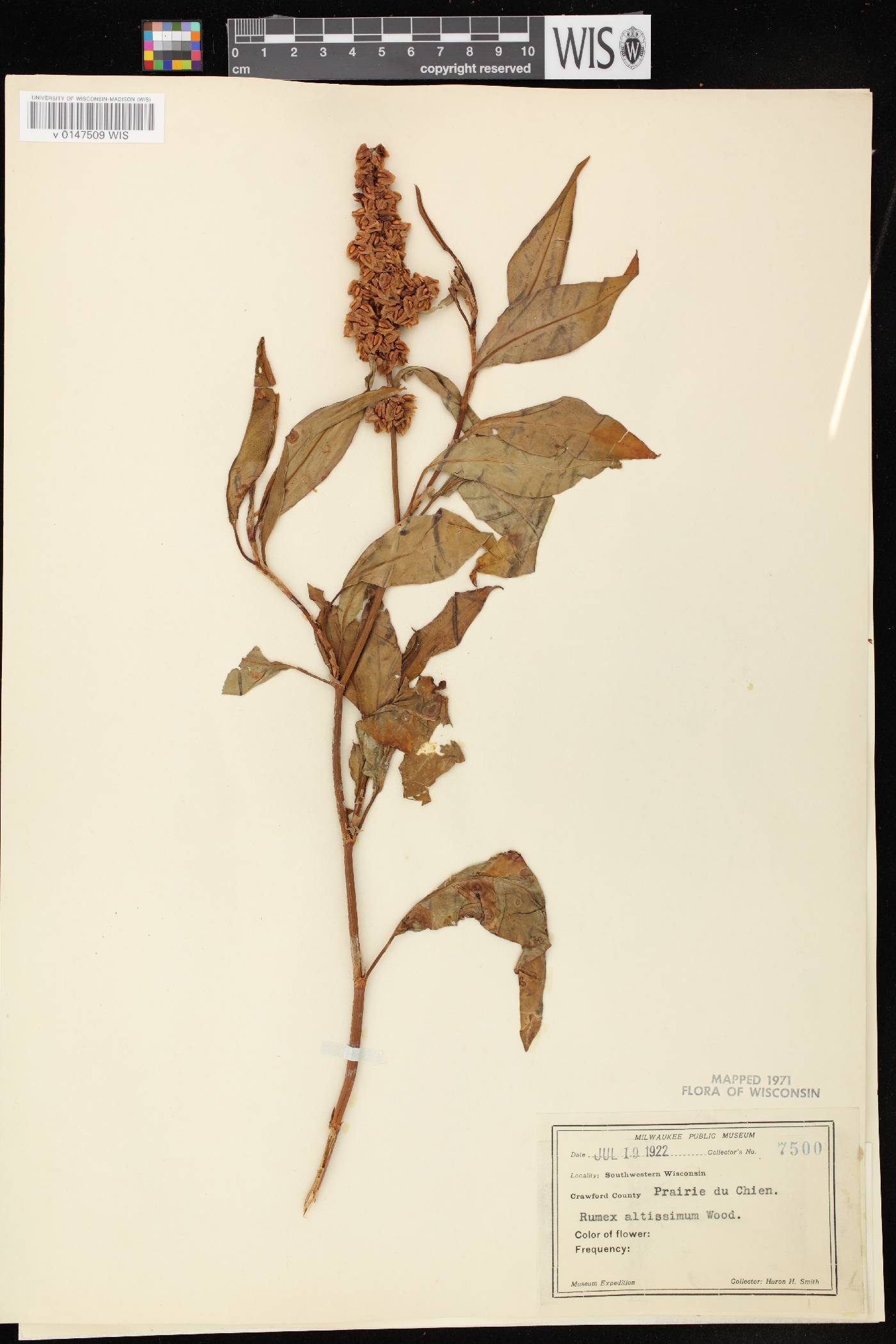 Rumex altissimus image