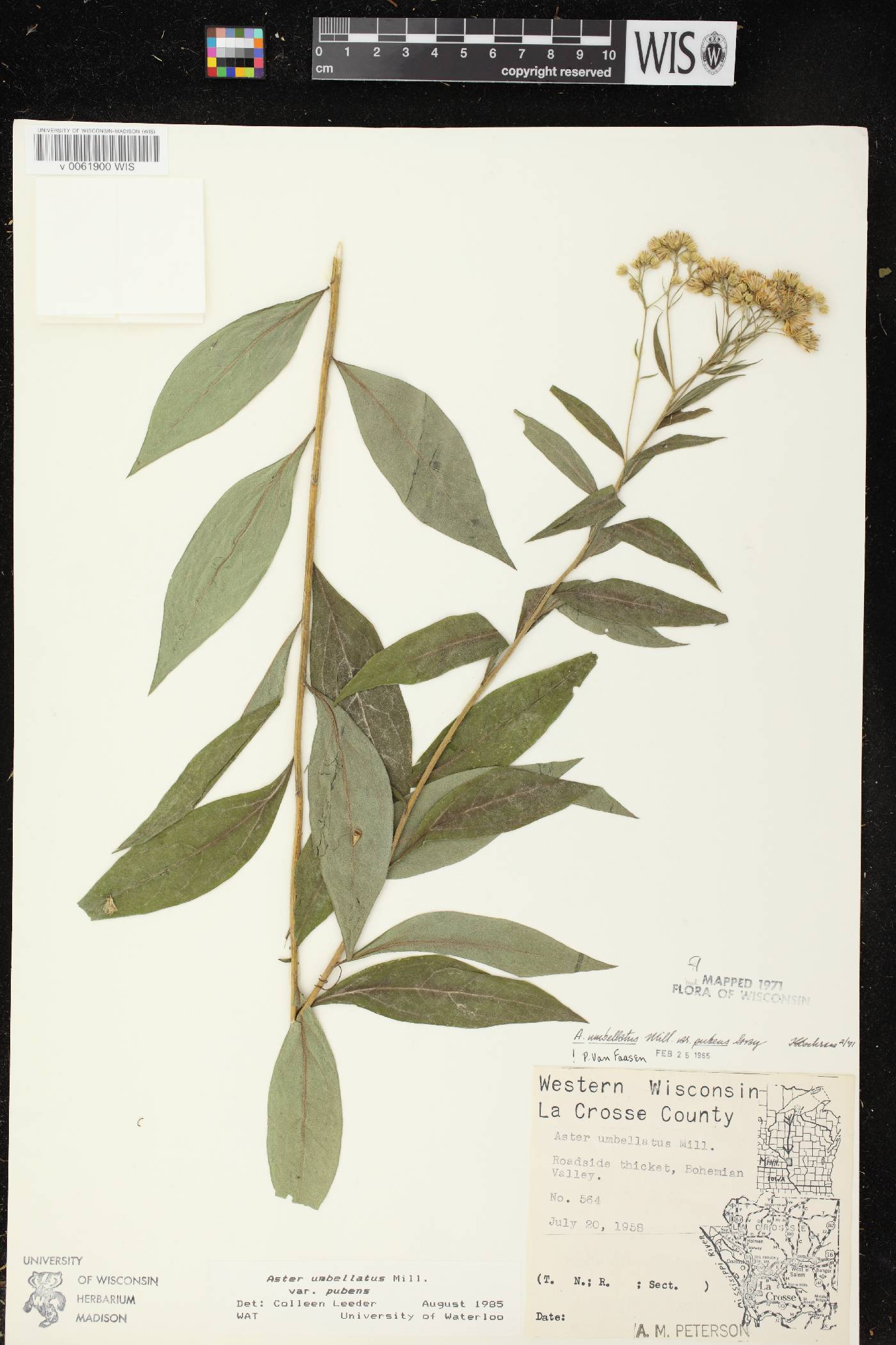 Doellingeria umbellata var. pubens image