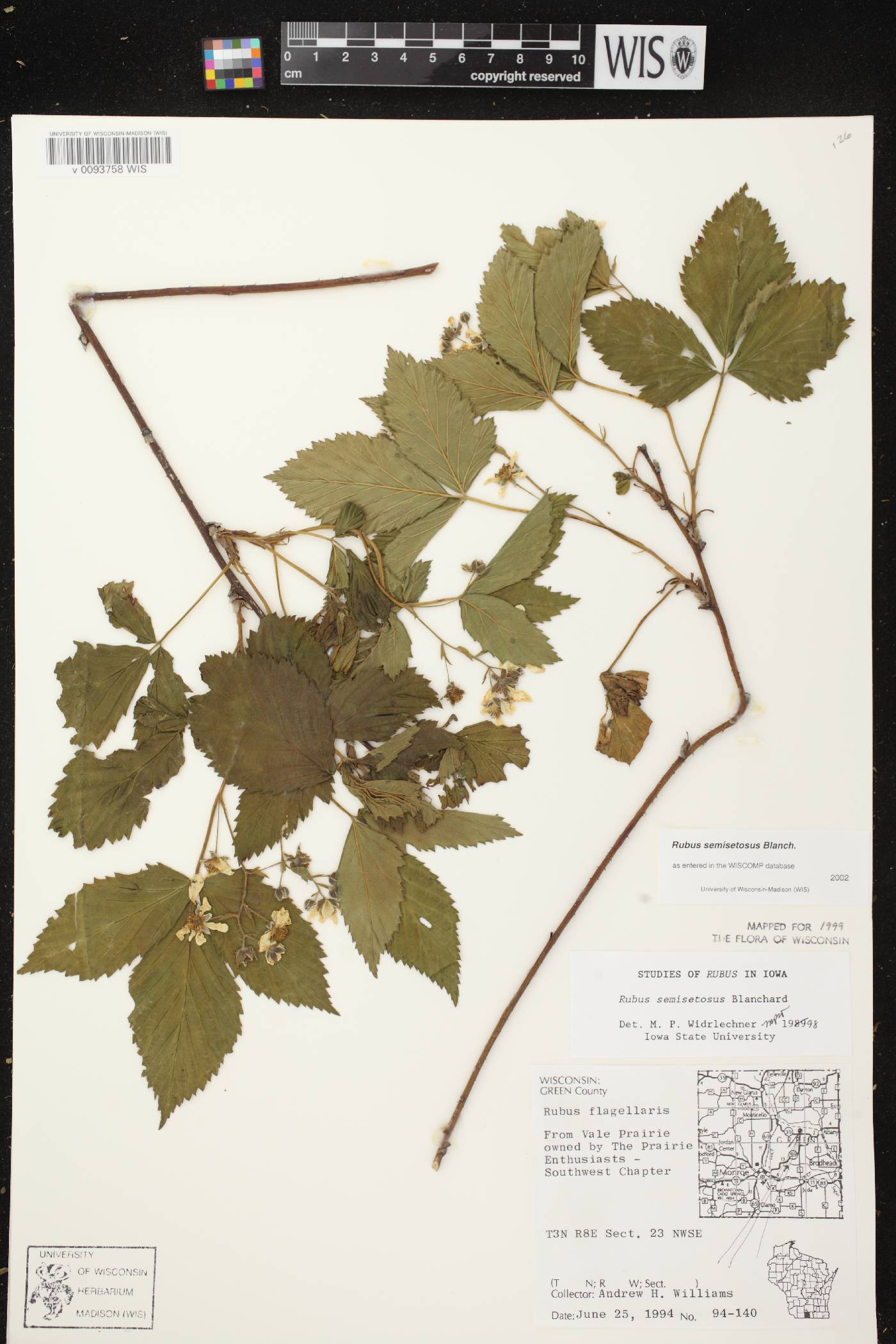 Rubus setosus image