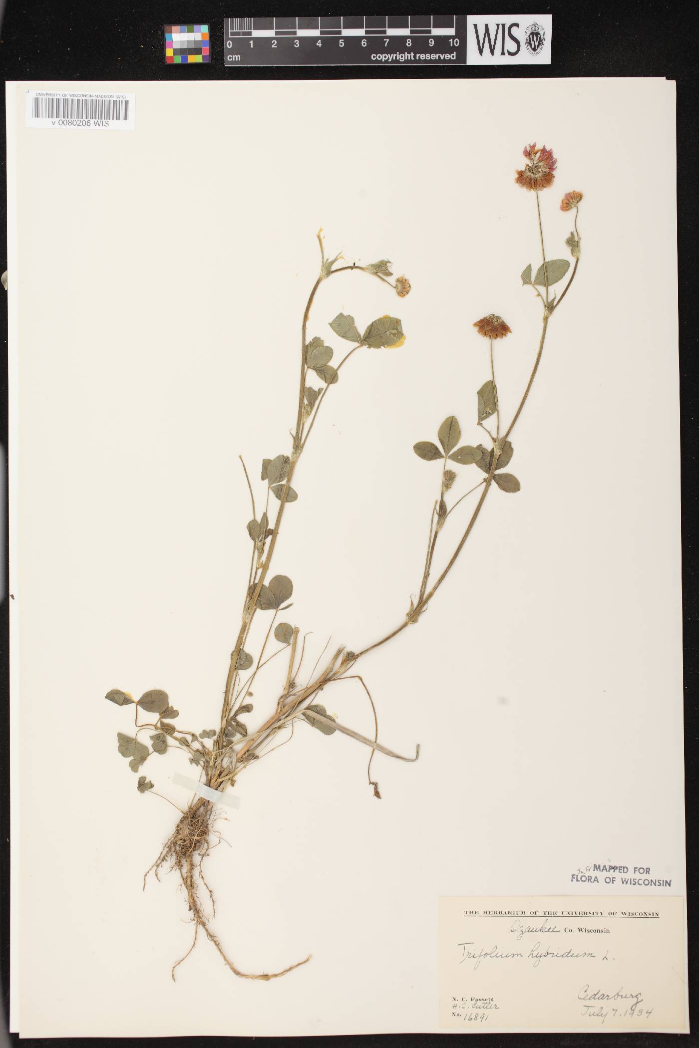 Trifolium hybridum image