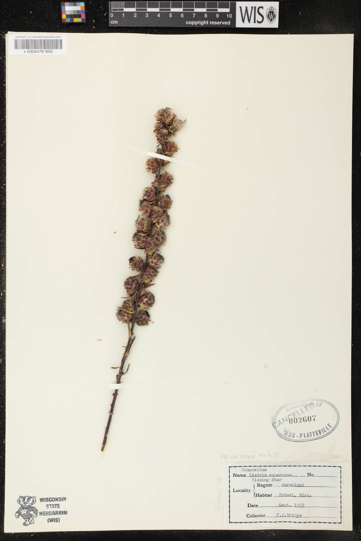 Liatris aspera image