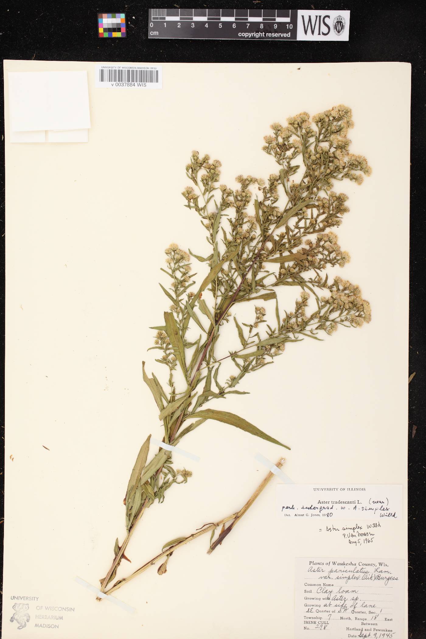 Symphyotrichum lateriflorum image