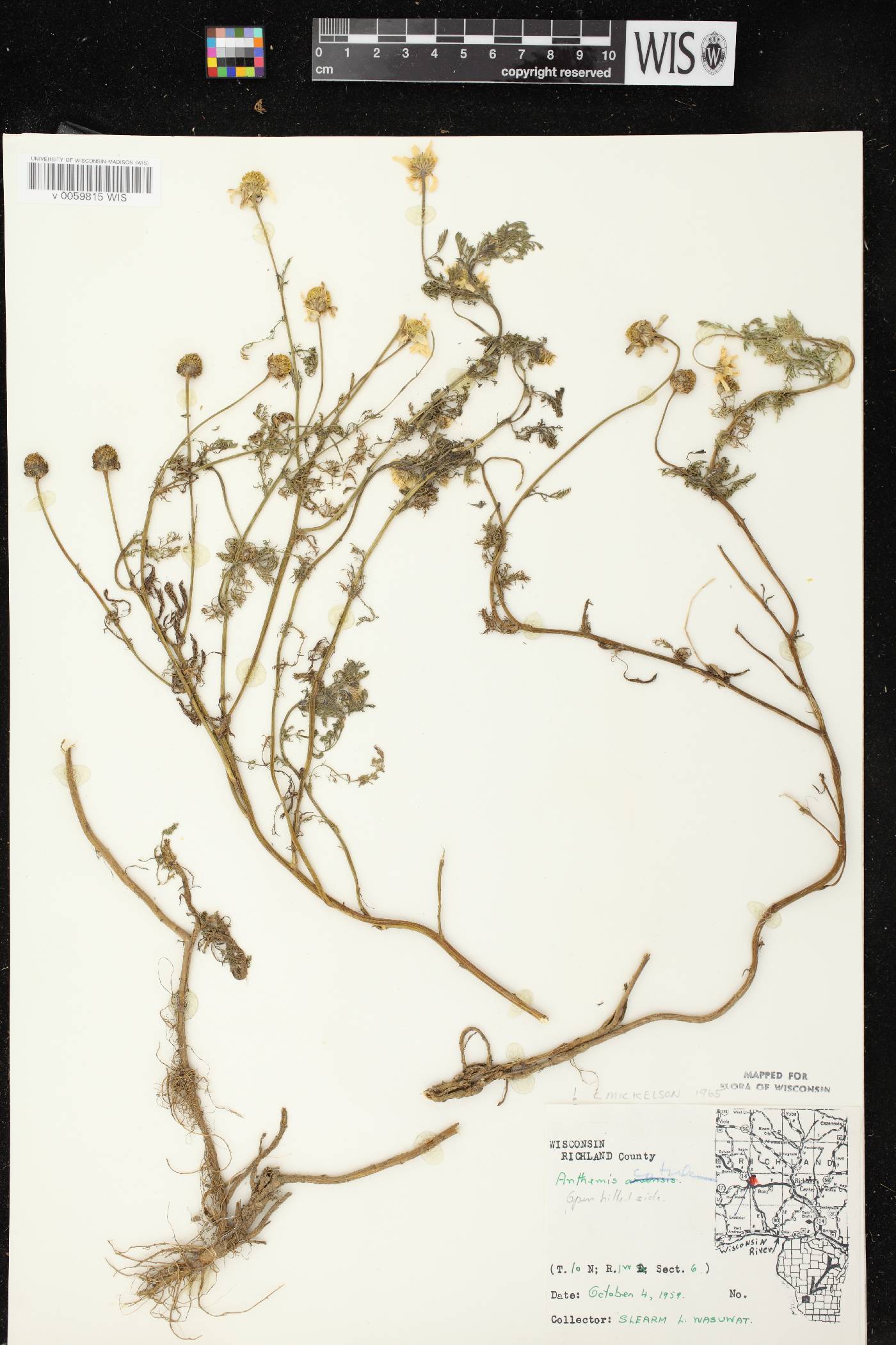 Anthemis cotula image