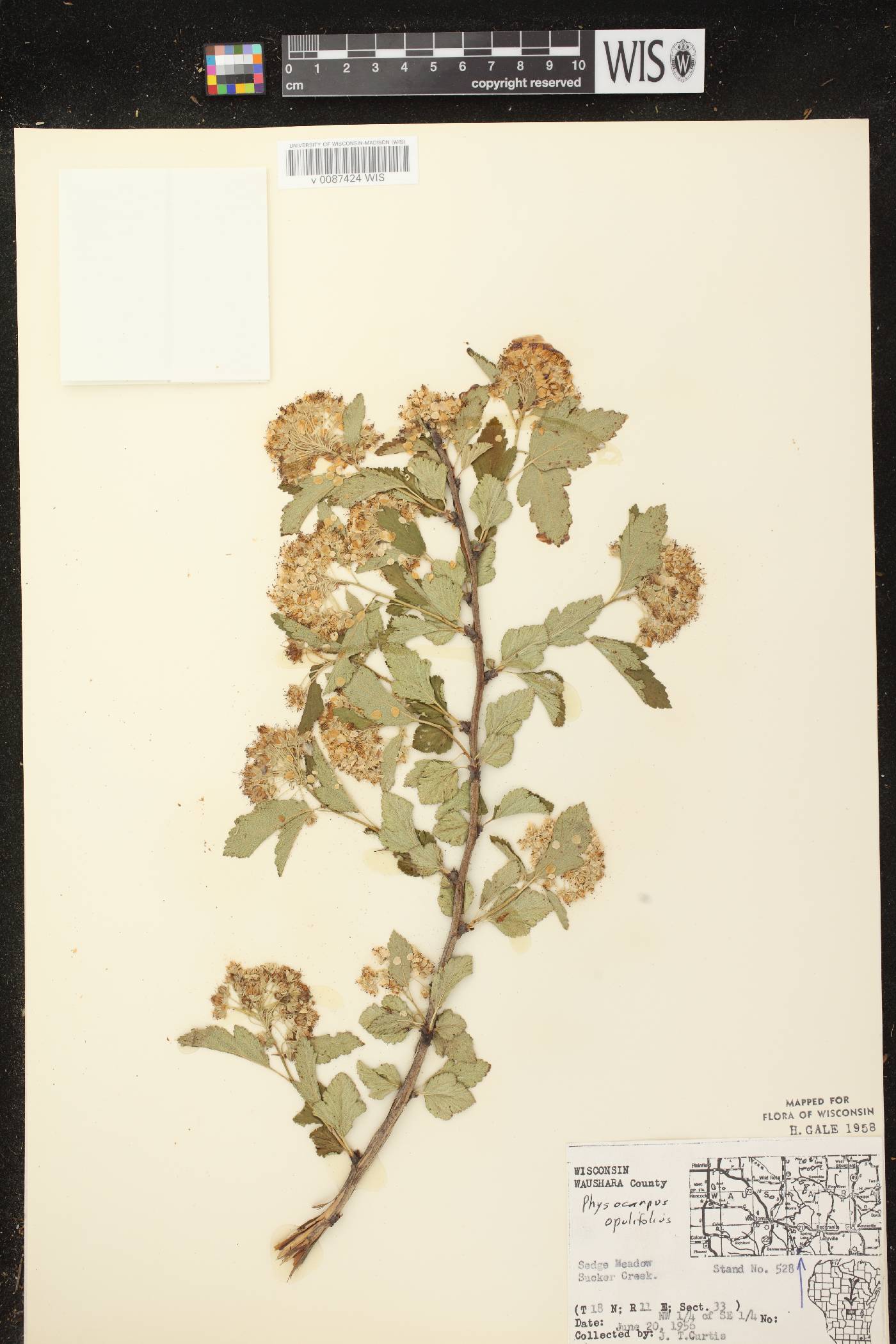 Physocarpus opulifolius image