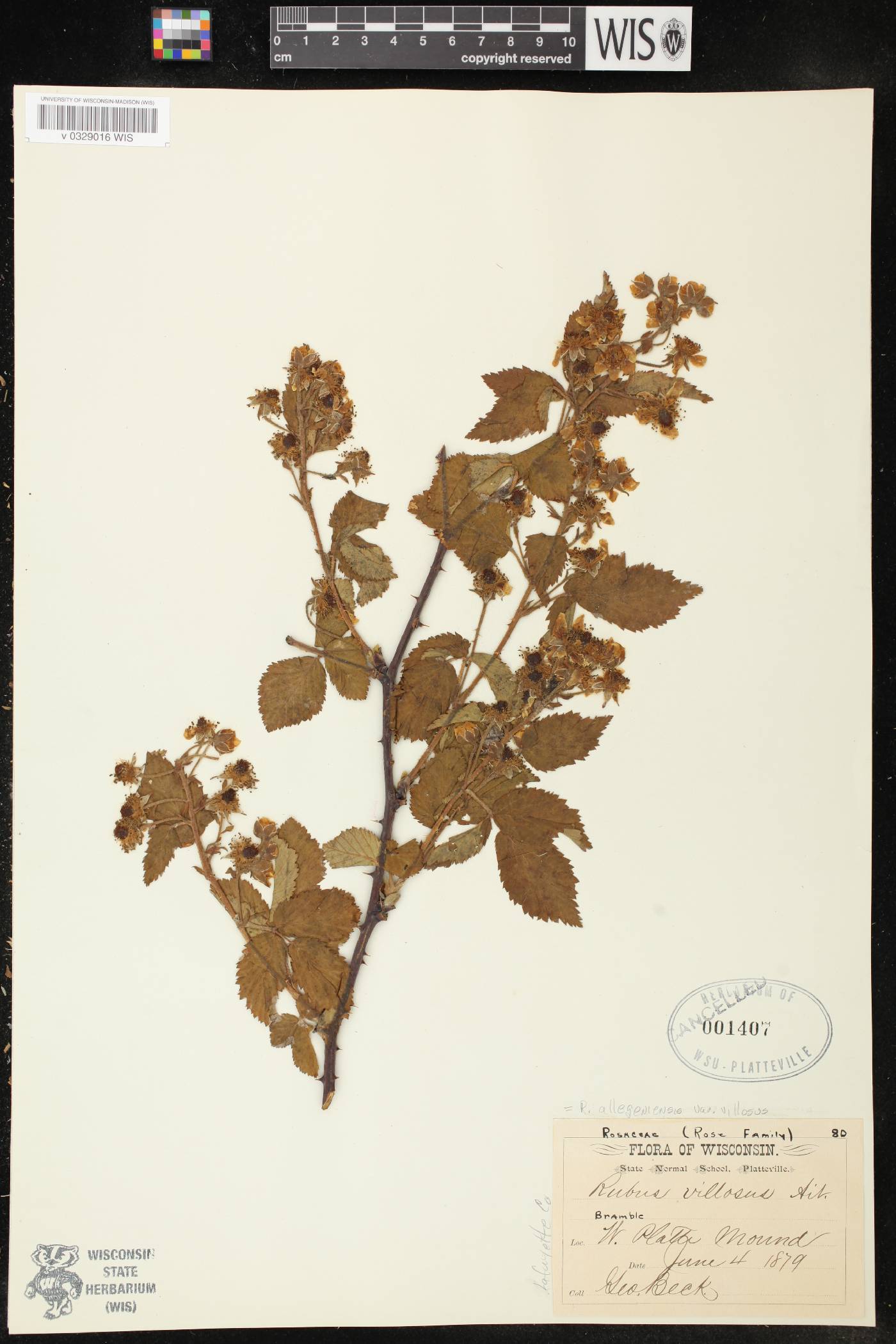 Rubus allegheniensis image