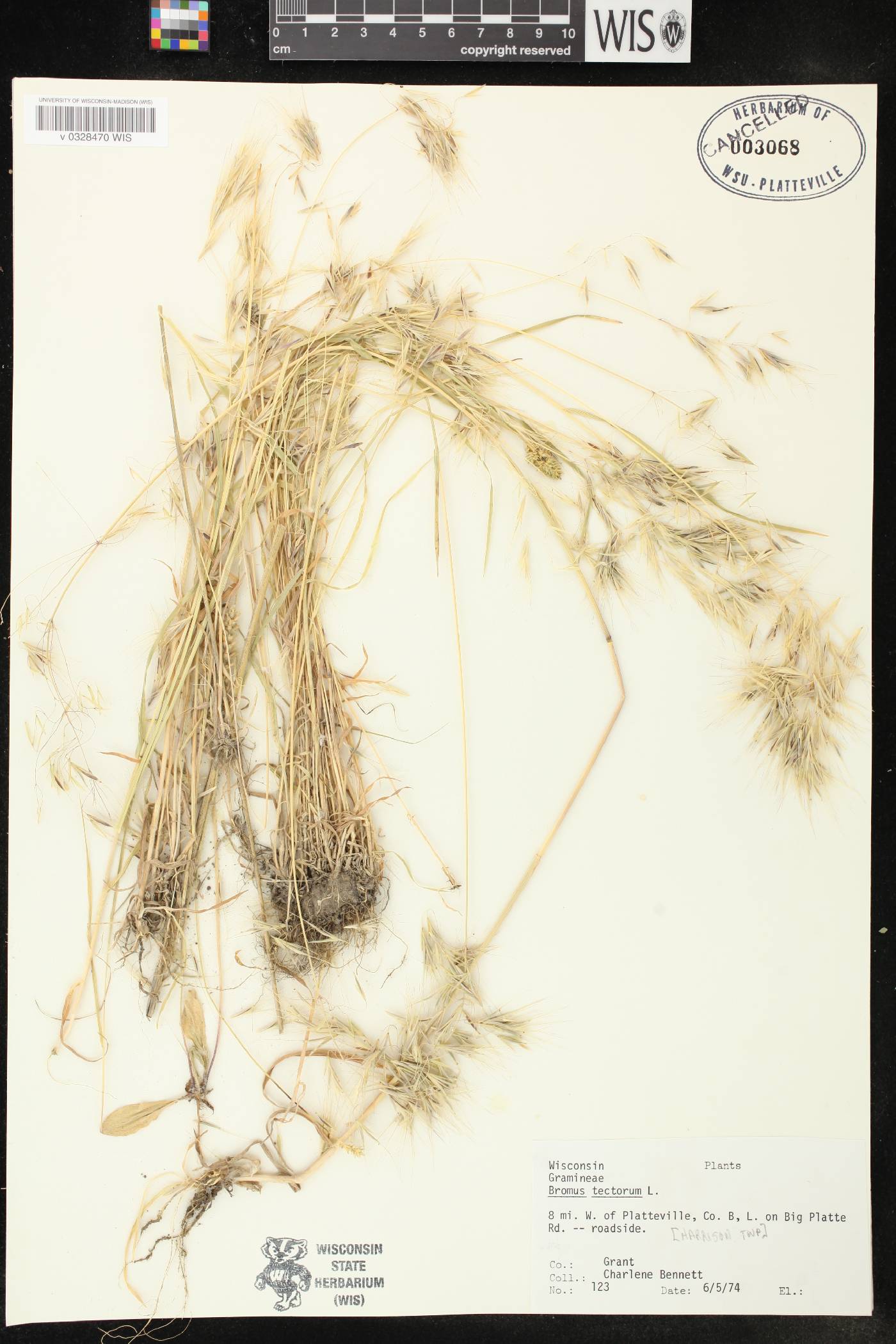 Bromus tectorum image
