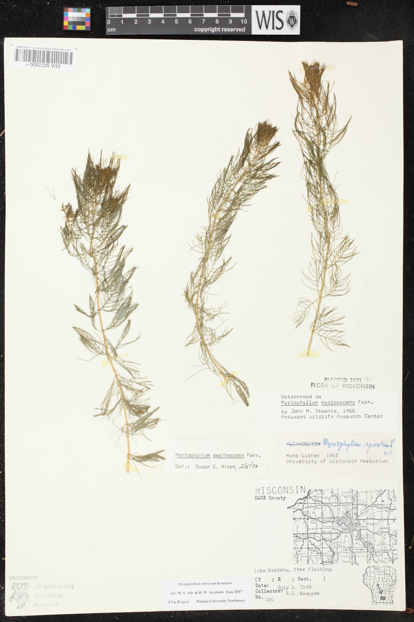 Myriophyllum sibiricum image