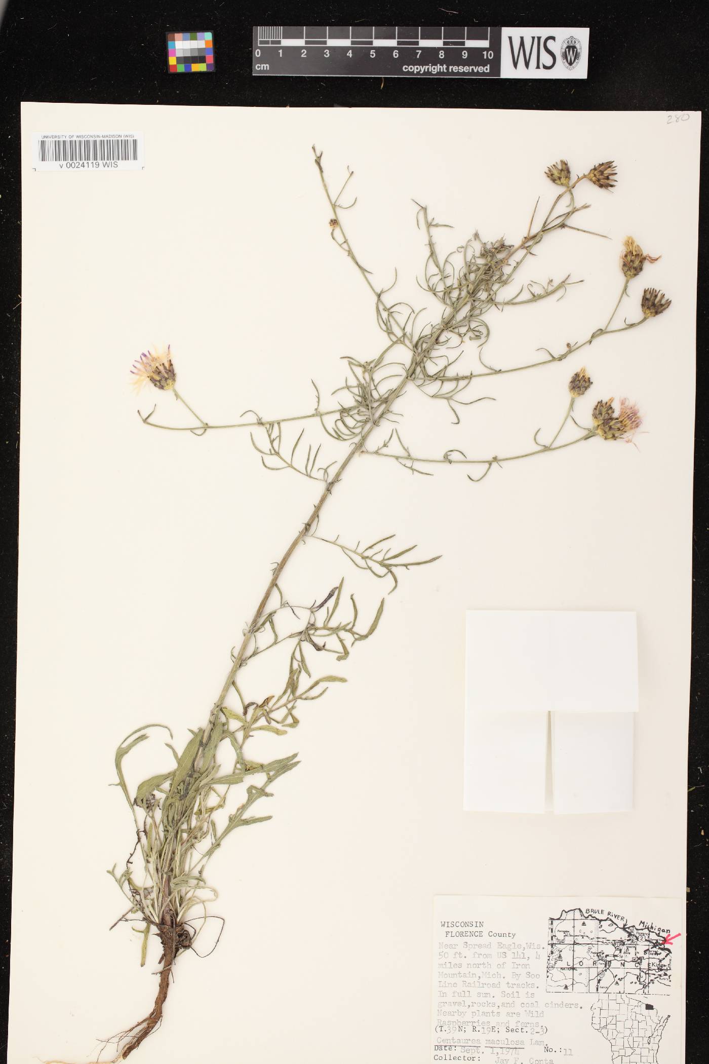 Centaurea stoebe subsp. micranthos image
