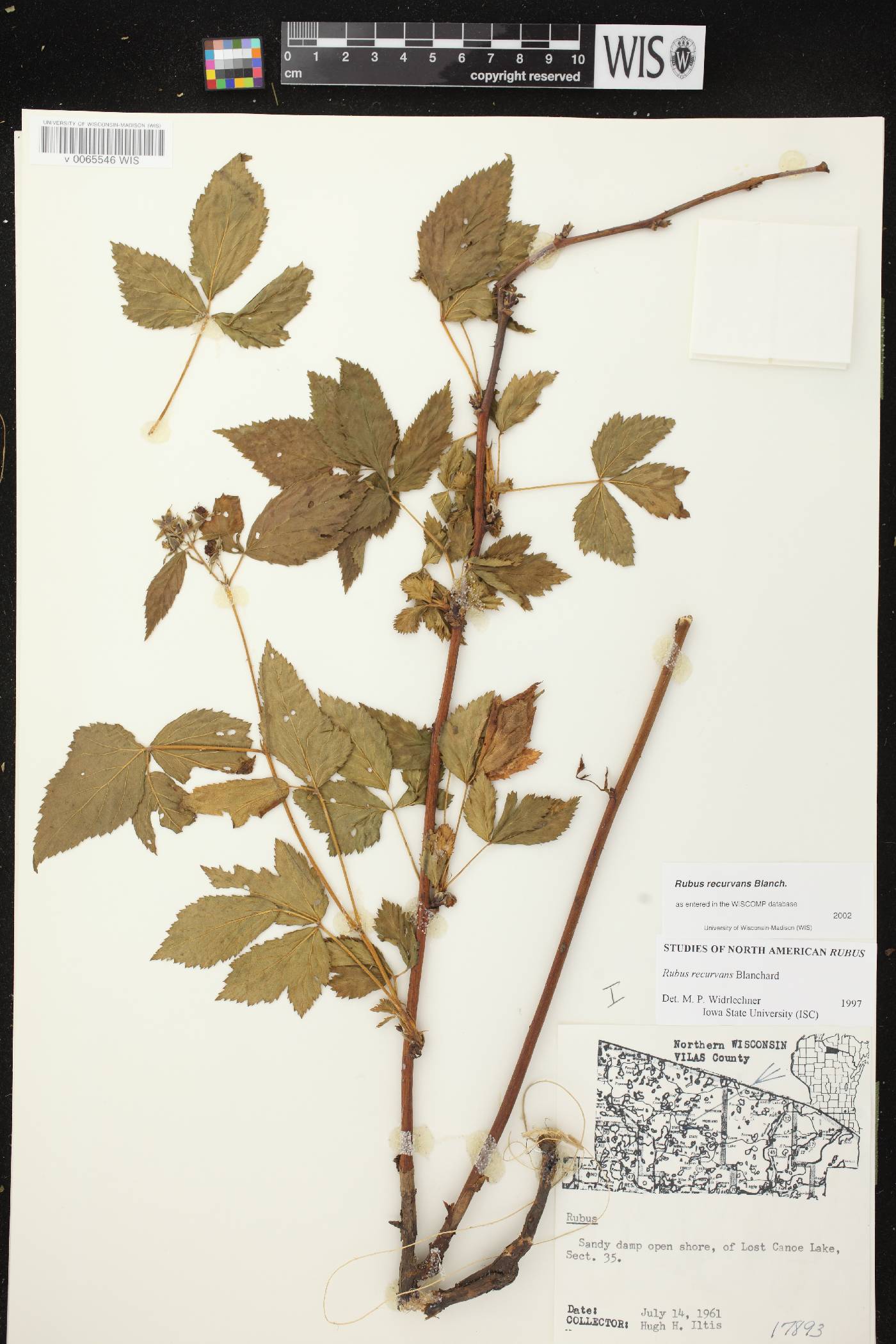 Rubus pensilvanicus image