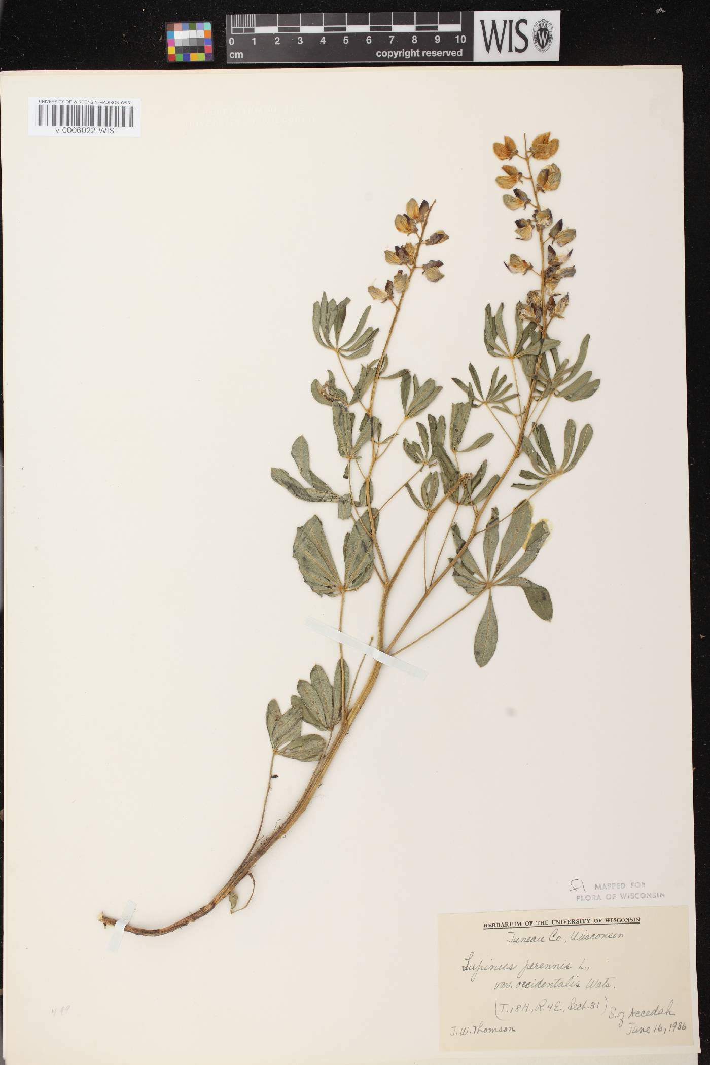 Lupinus perennis var. occidentalis image