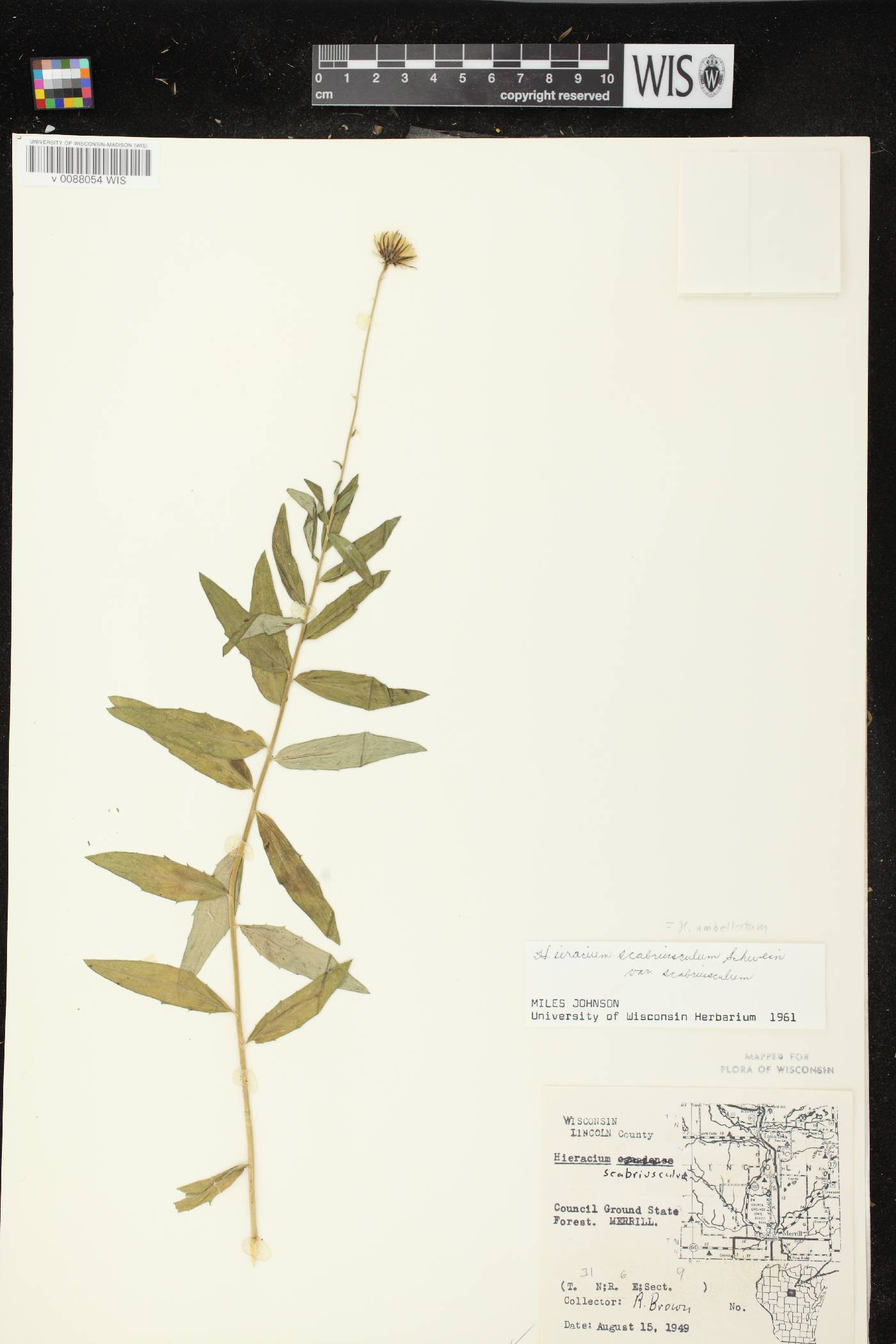 Hieracium umbellatum image