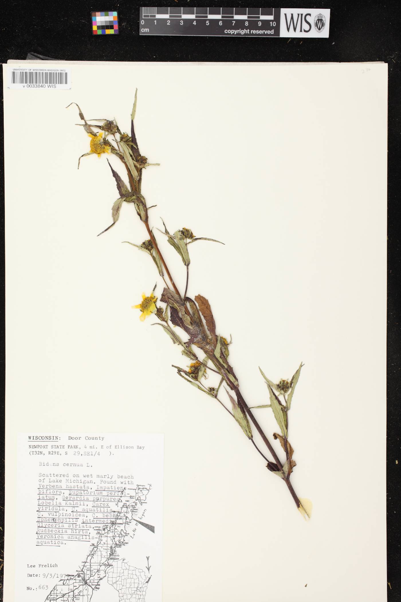 Bidens cernua image