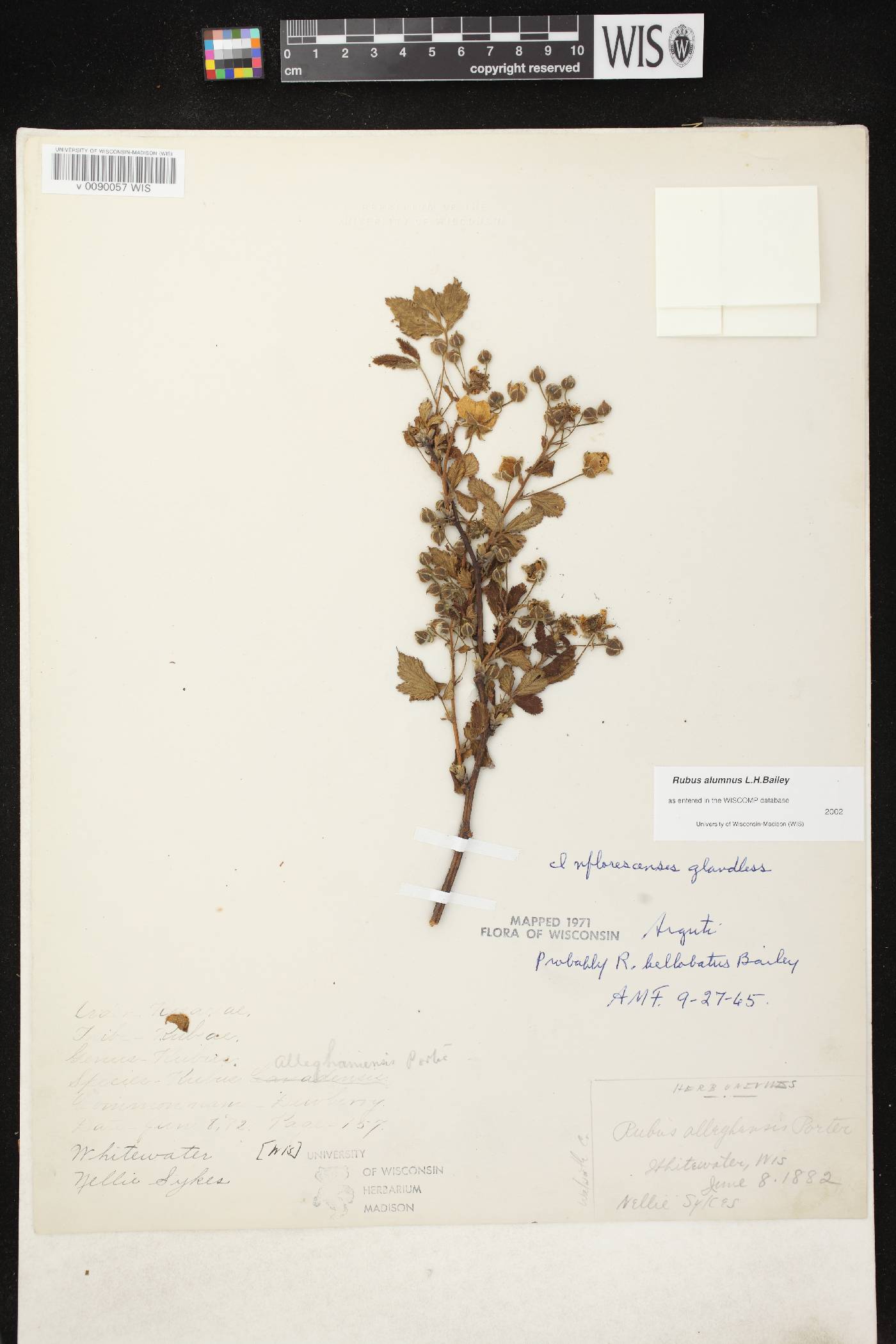 Rubus allegheniensis image