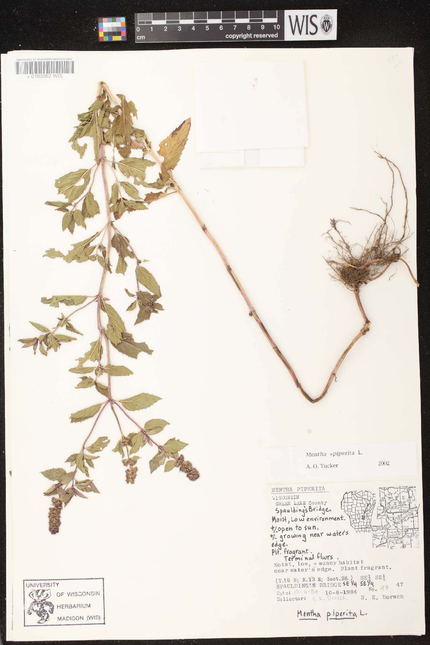 Mentha X piperita image