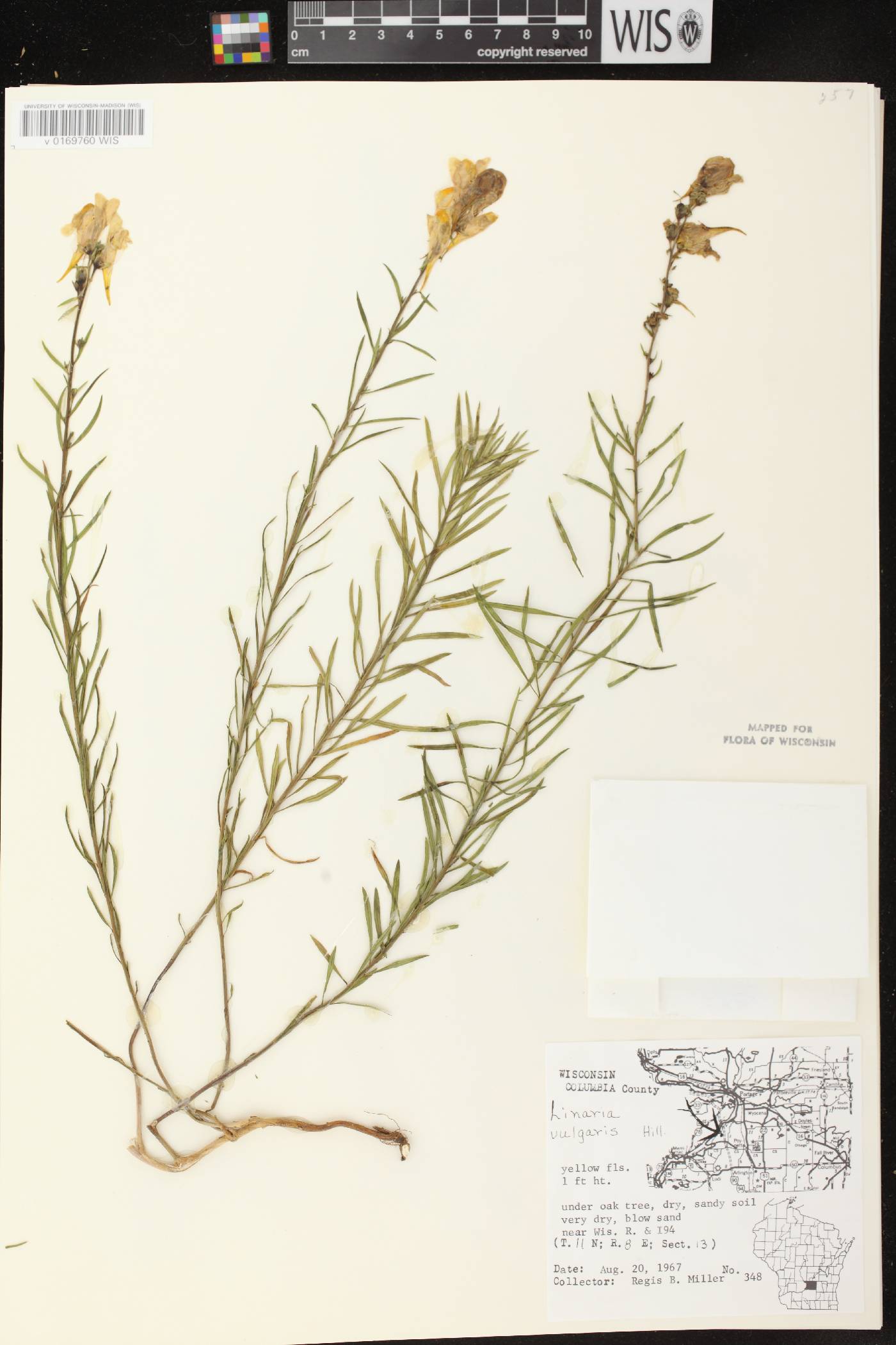 Linaria vulgaris image