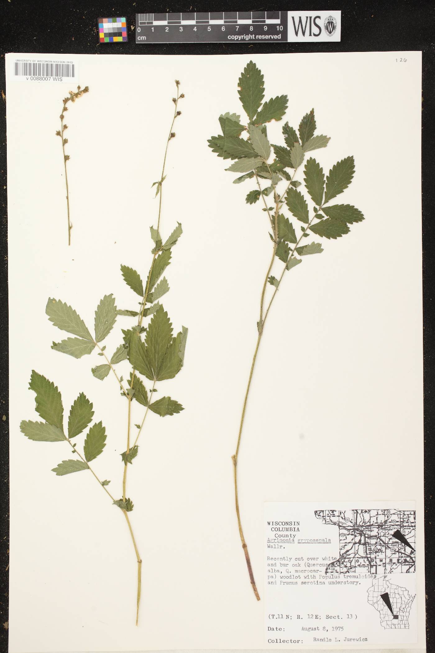 Agrimonia gryposepala image