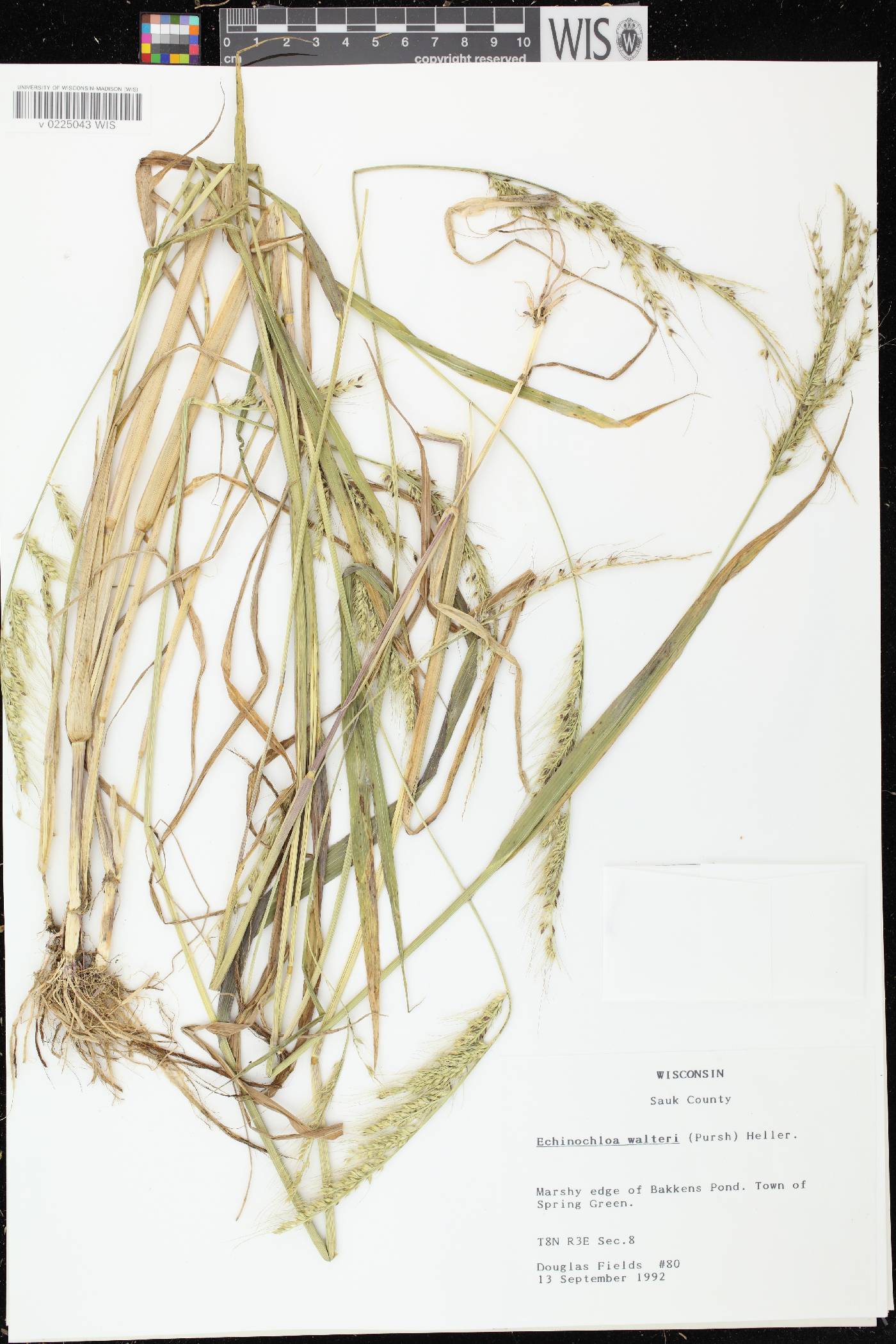Echinochloa walteri image