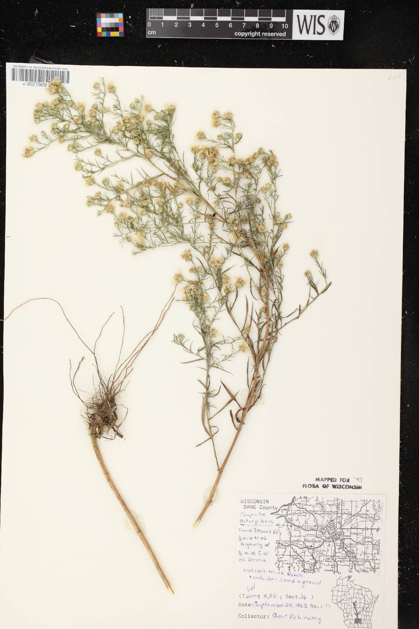Symphyotrichum pilosum image