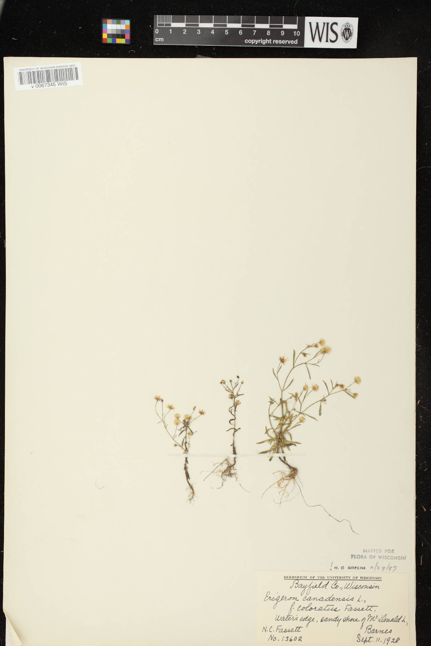 Conyza canadensis image