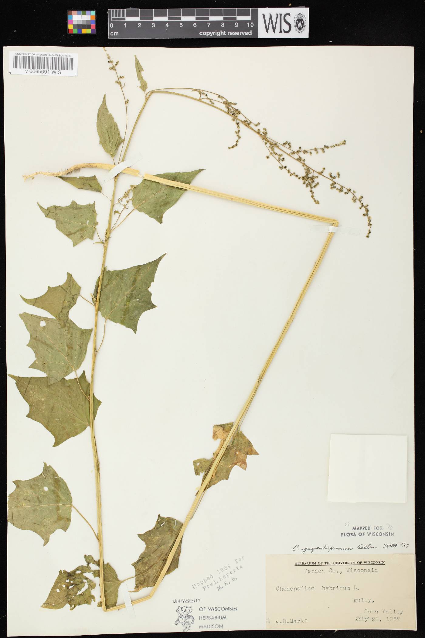 Chenopodium simplex image
