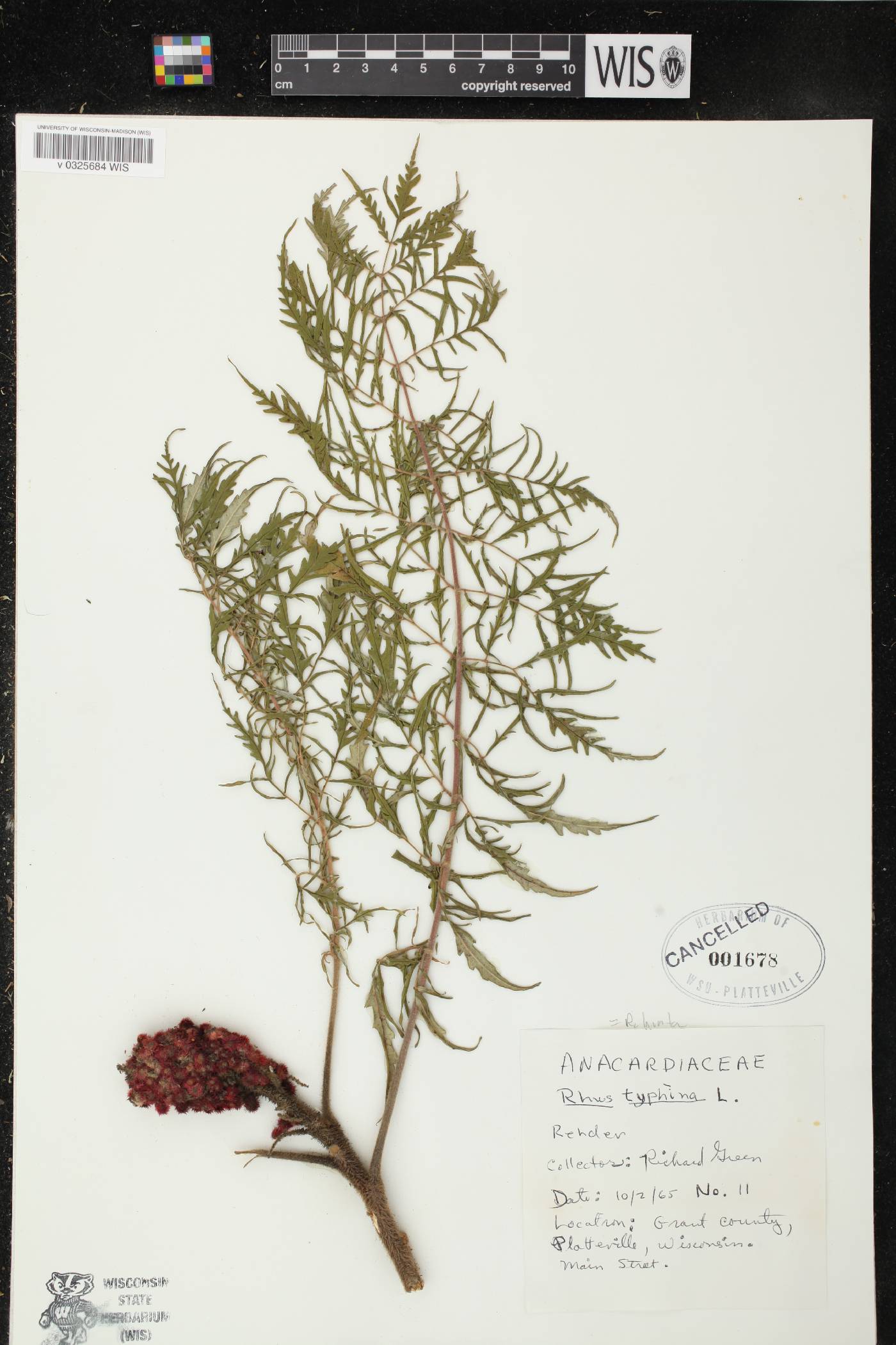 Rhus typhina image