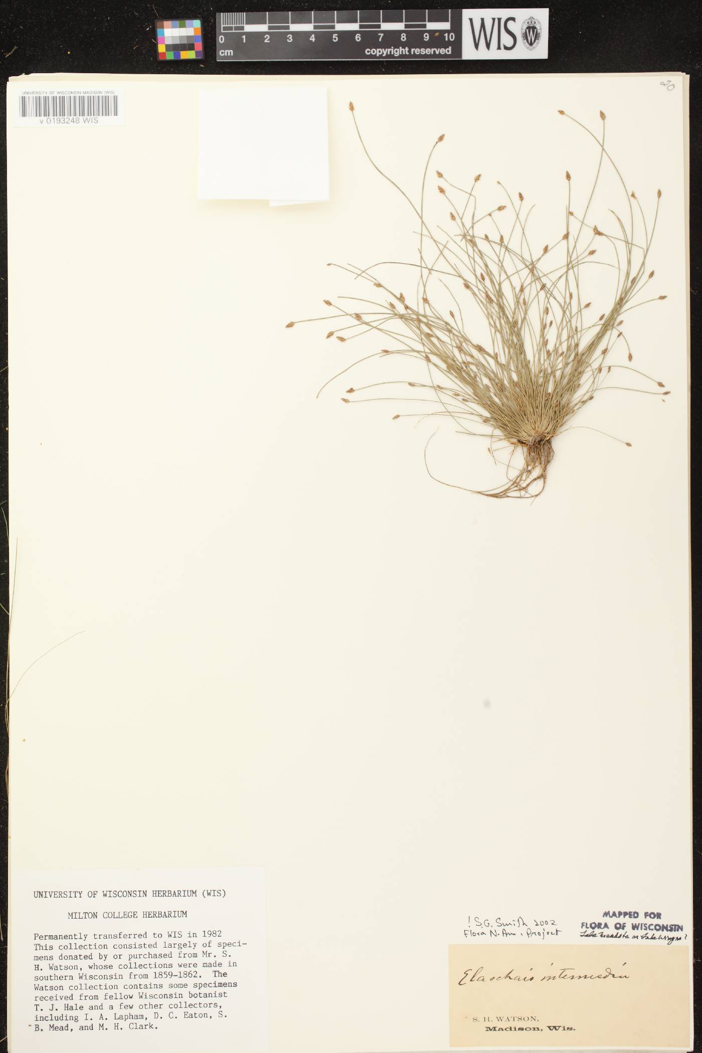 Eleocharis intermedia image