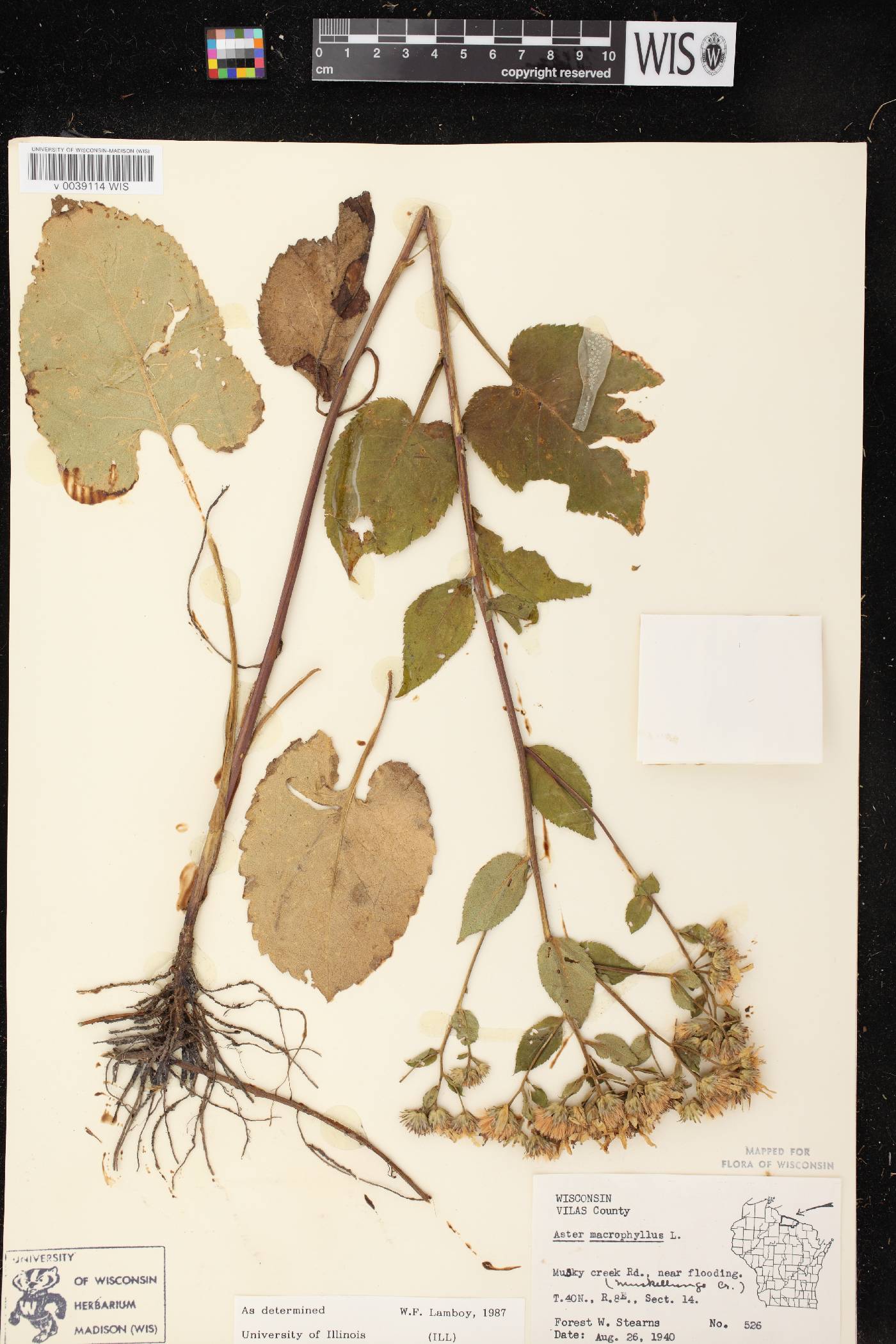 Eurybia macrophylla image