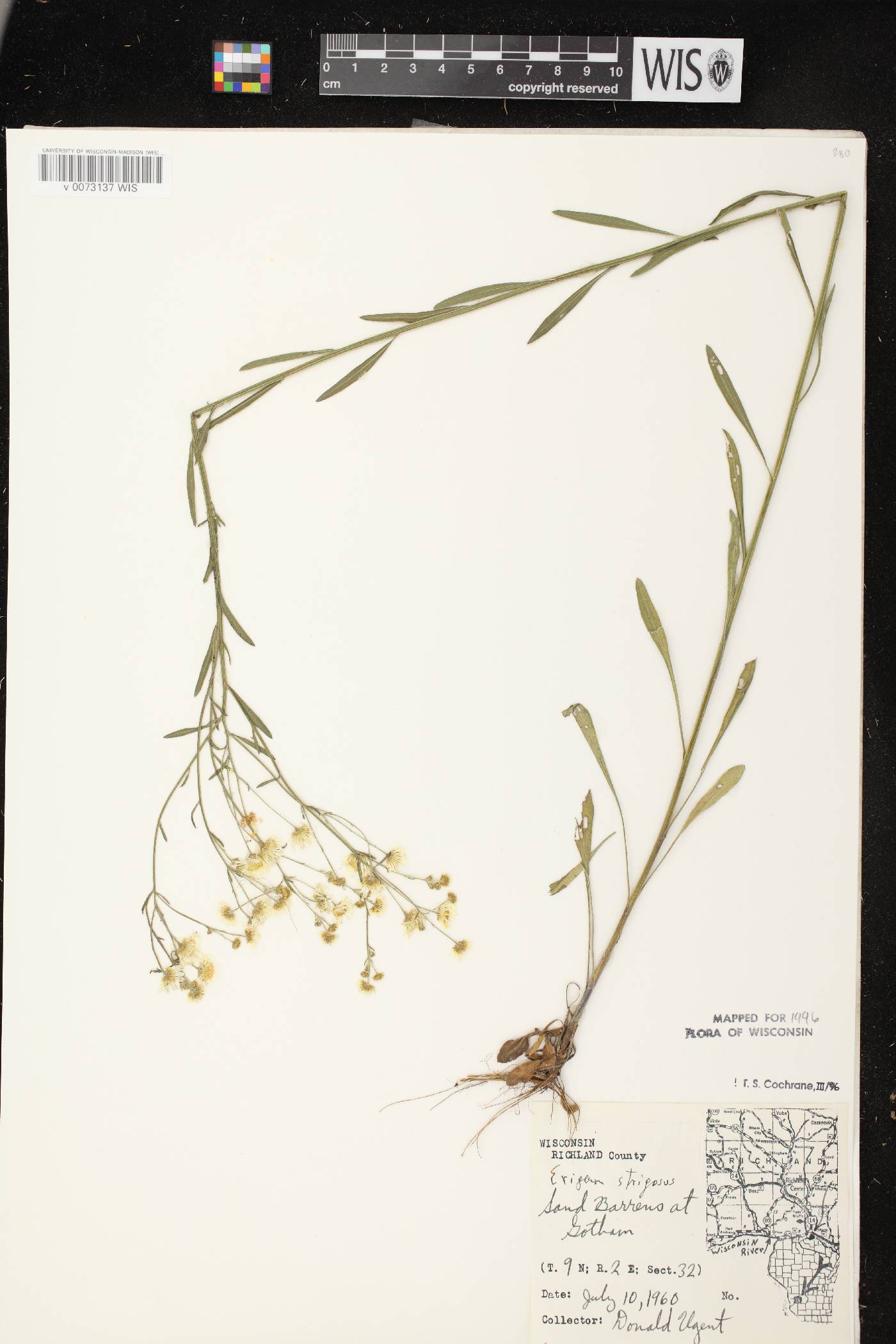 Erigeron strigosus var. strigosus image