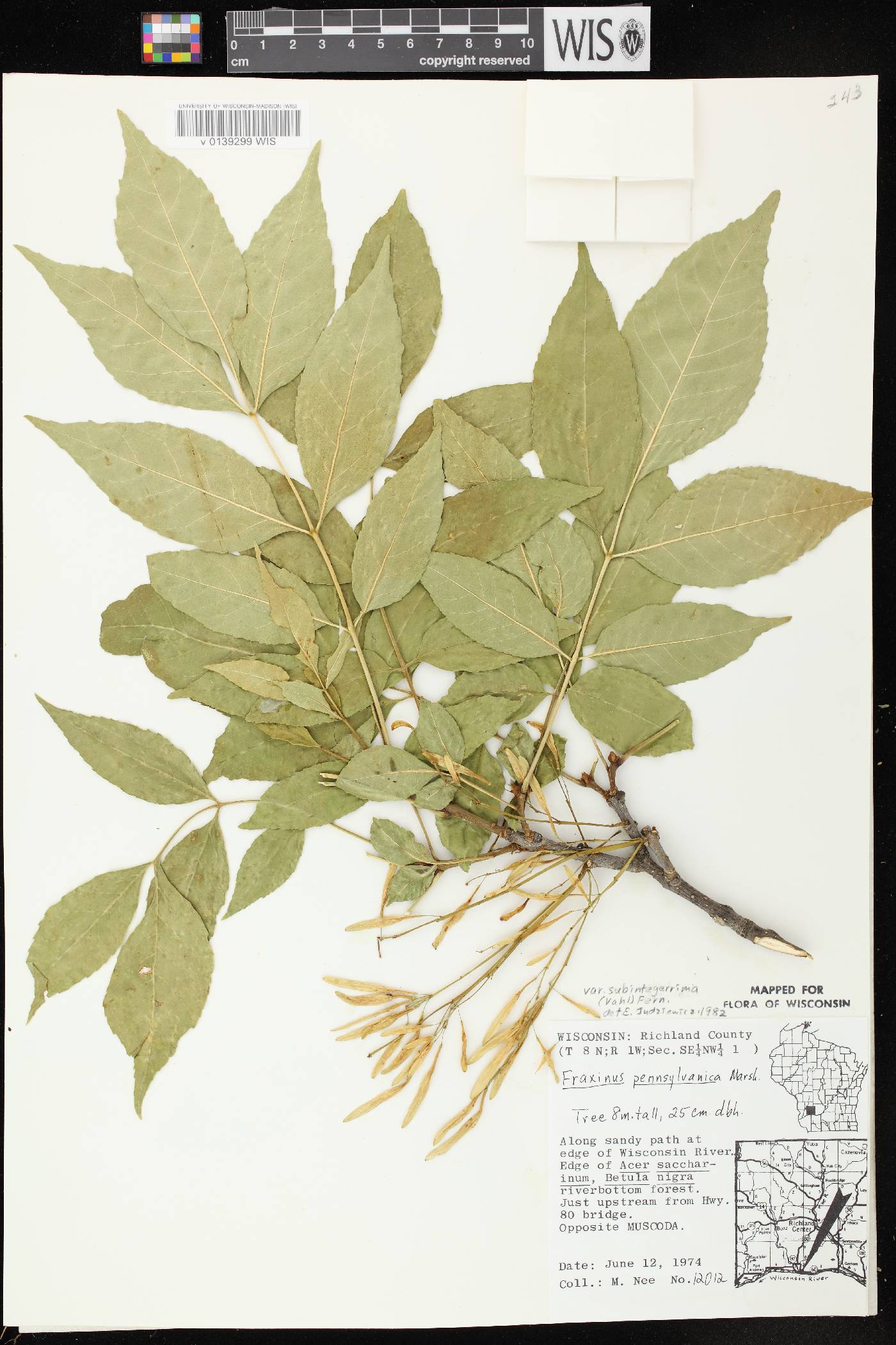 Fraxinus pennsylvanica image