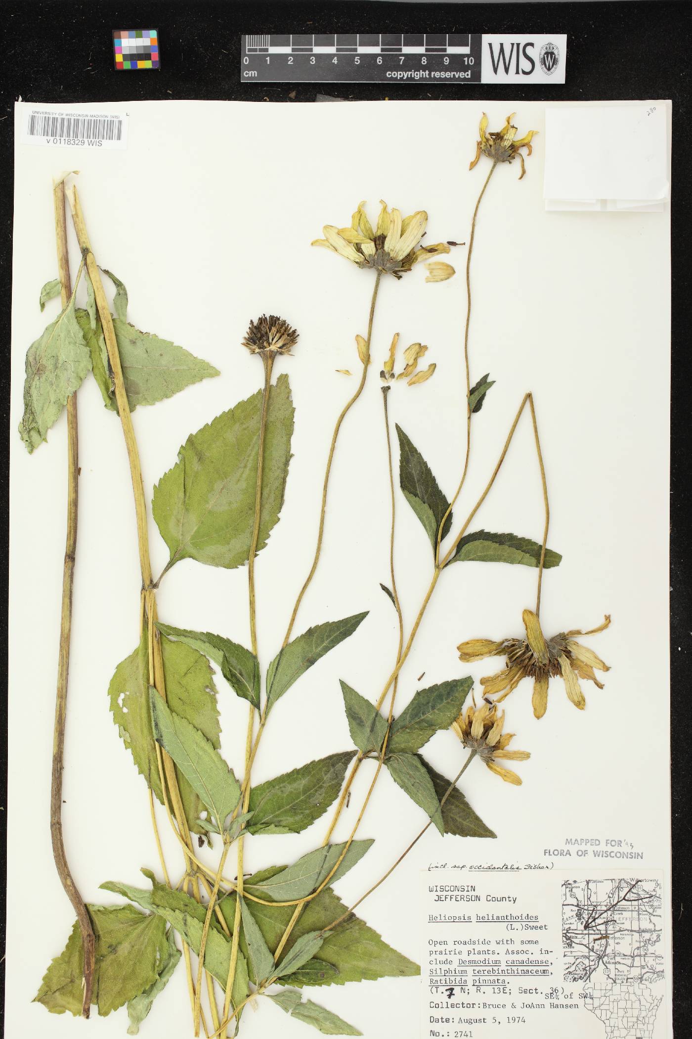 Heliopsis helianthoides image
