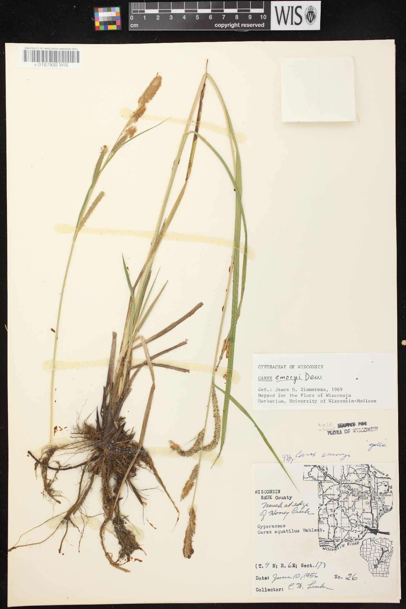 Carex emoryi image