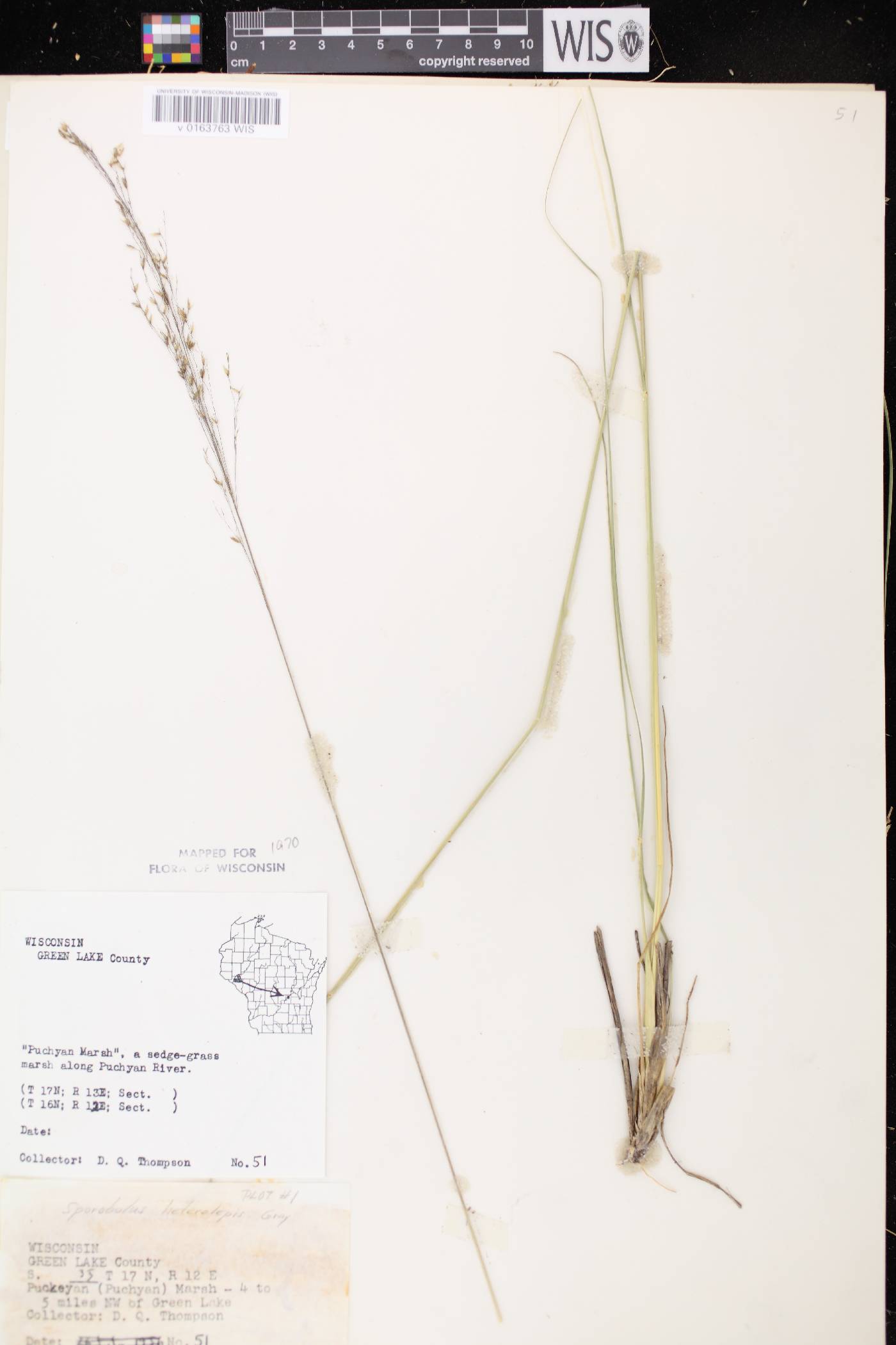 Sporobolus heterolepis image