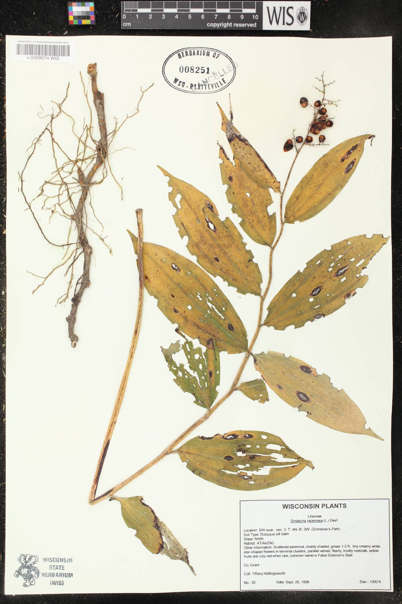 Maianthemum racemosum image