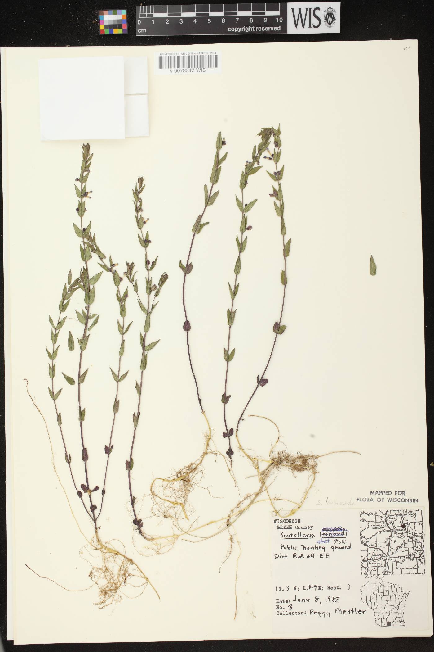 Scutellaria parvula var. missouriensis image
