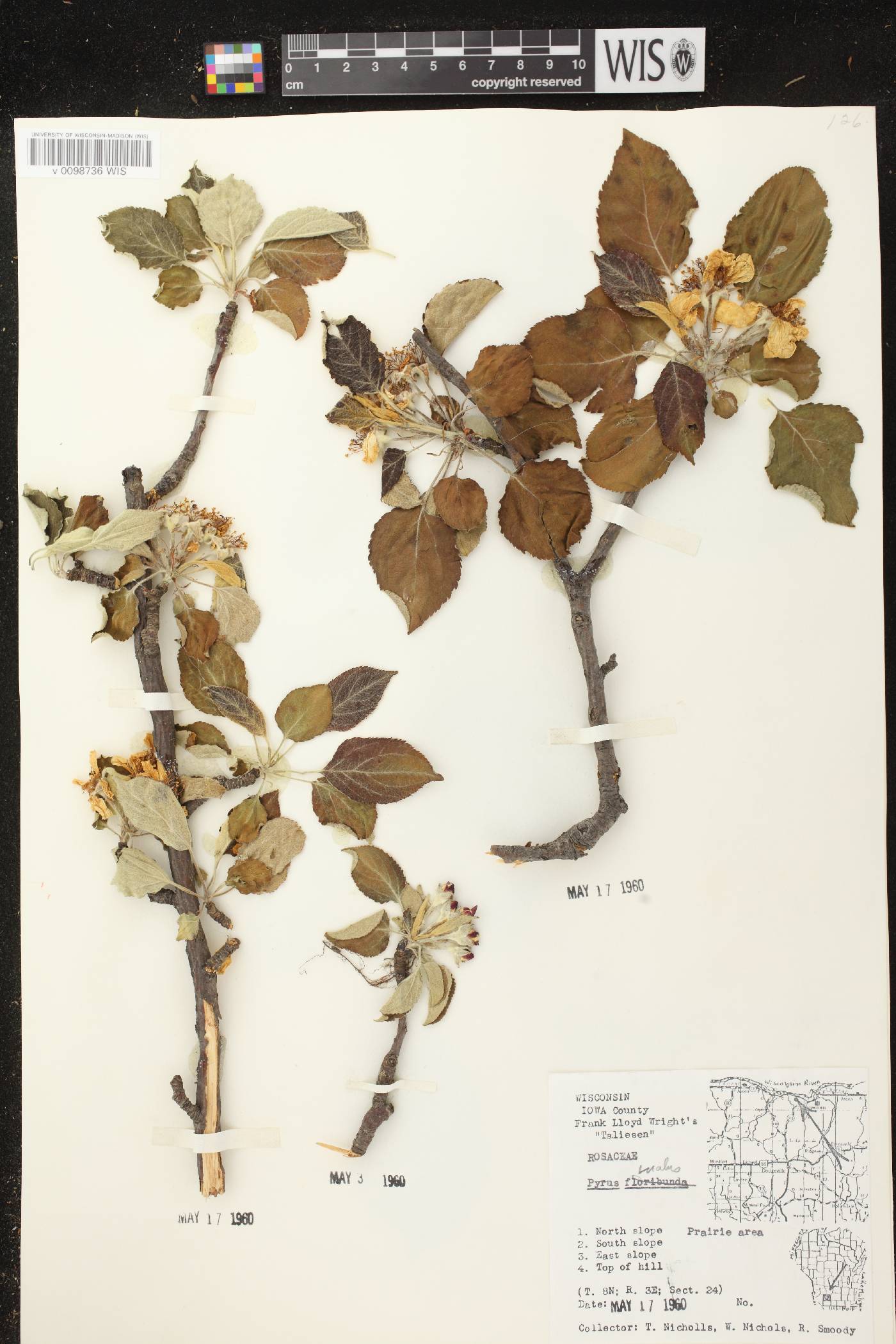 Malus pumila image