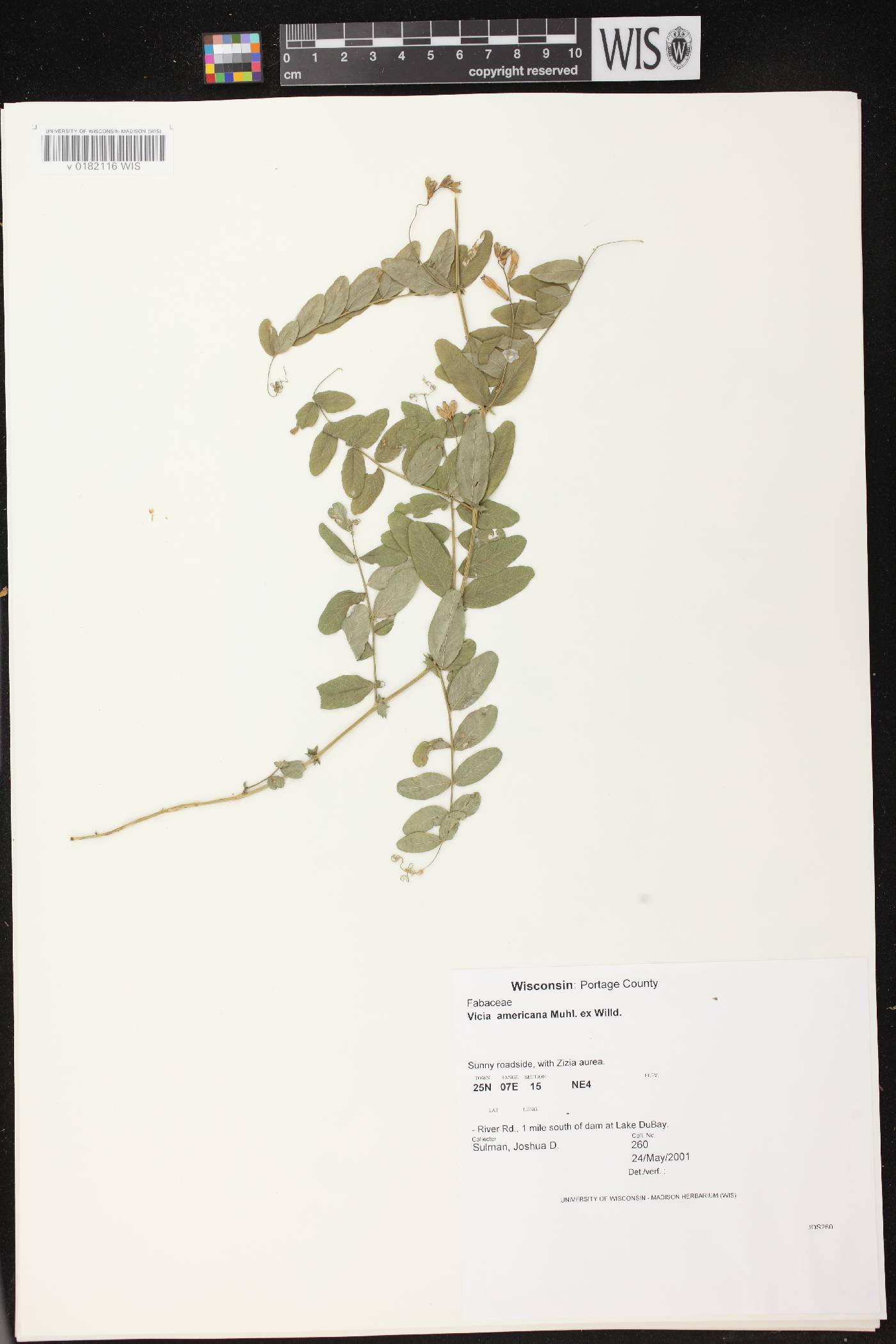 Vicia americana image