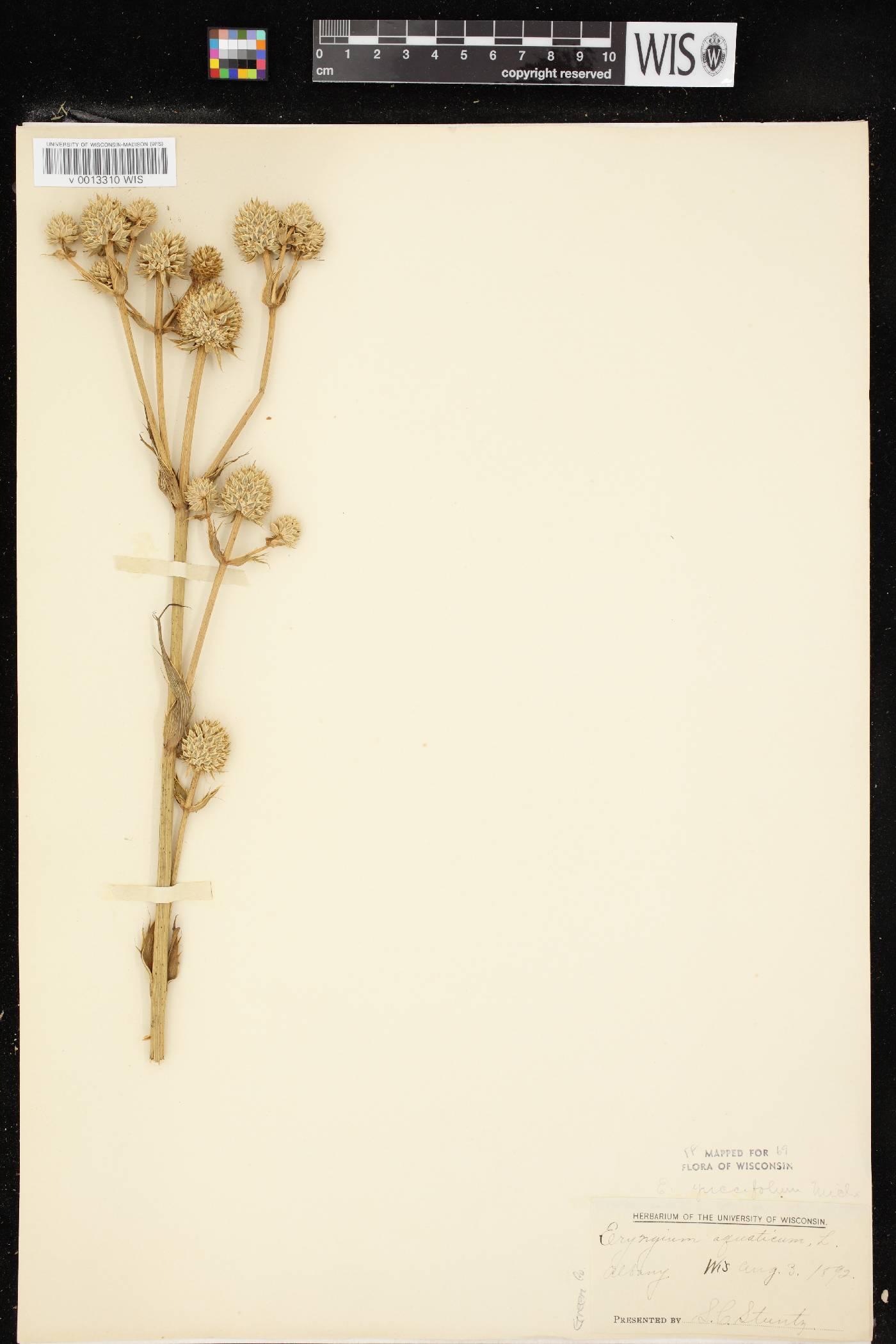 Eryngium yuccifolium image