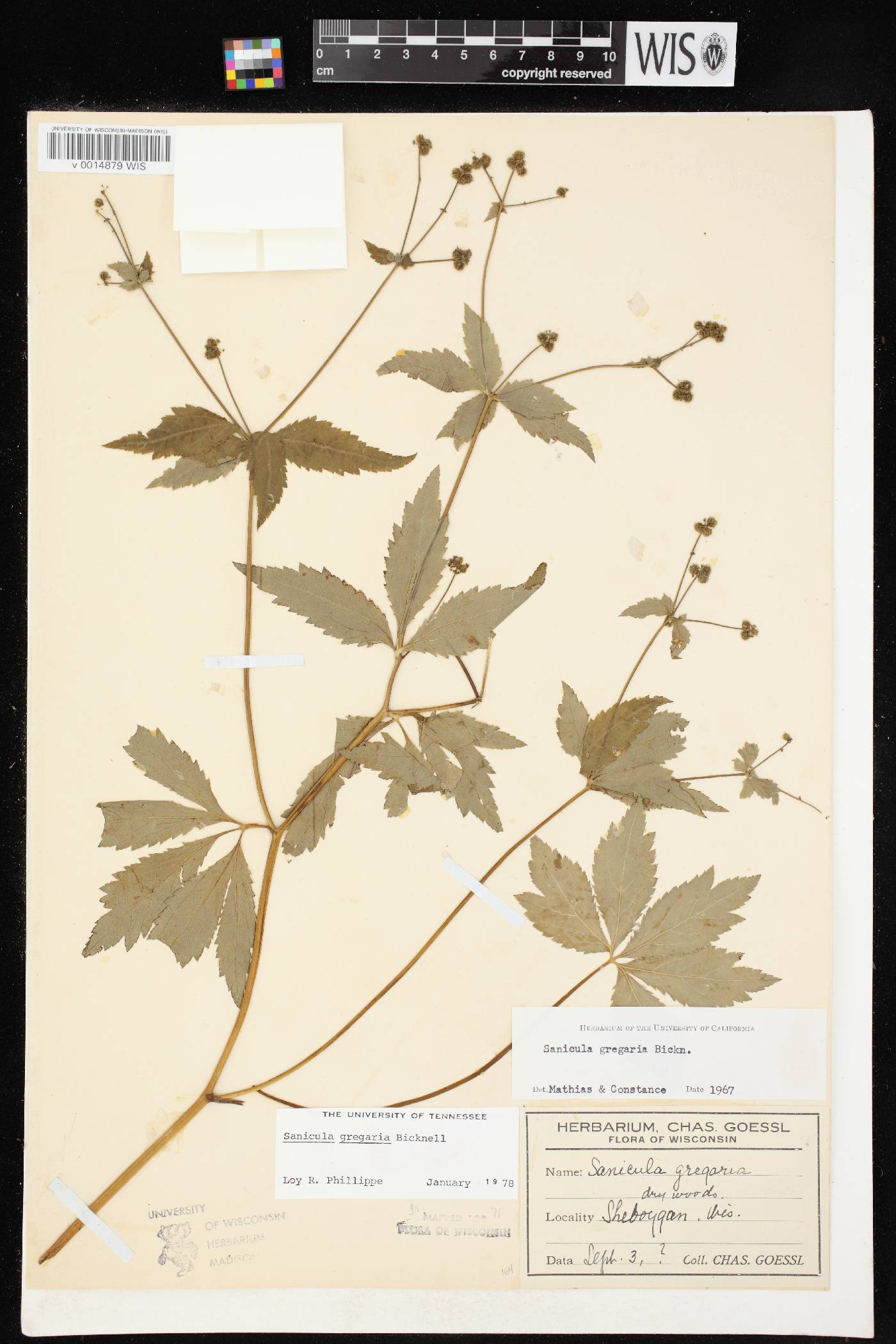 Sanicula odorata image
