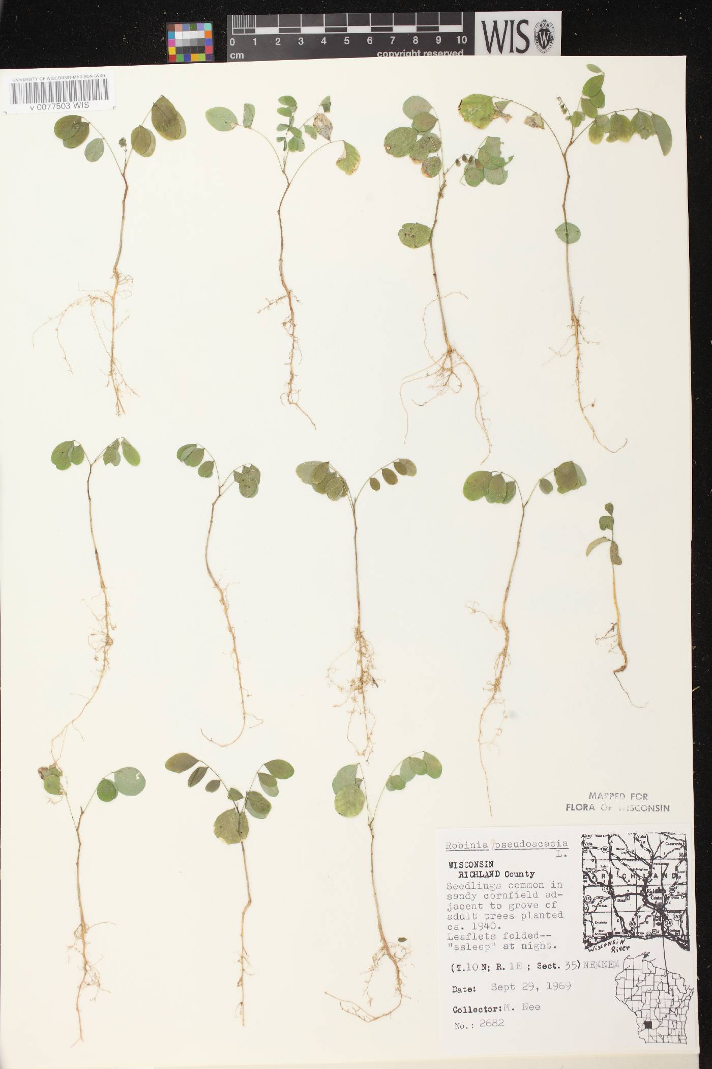 Robinia pseudoacacia image