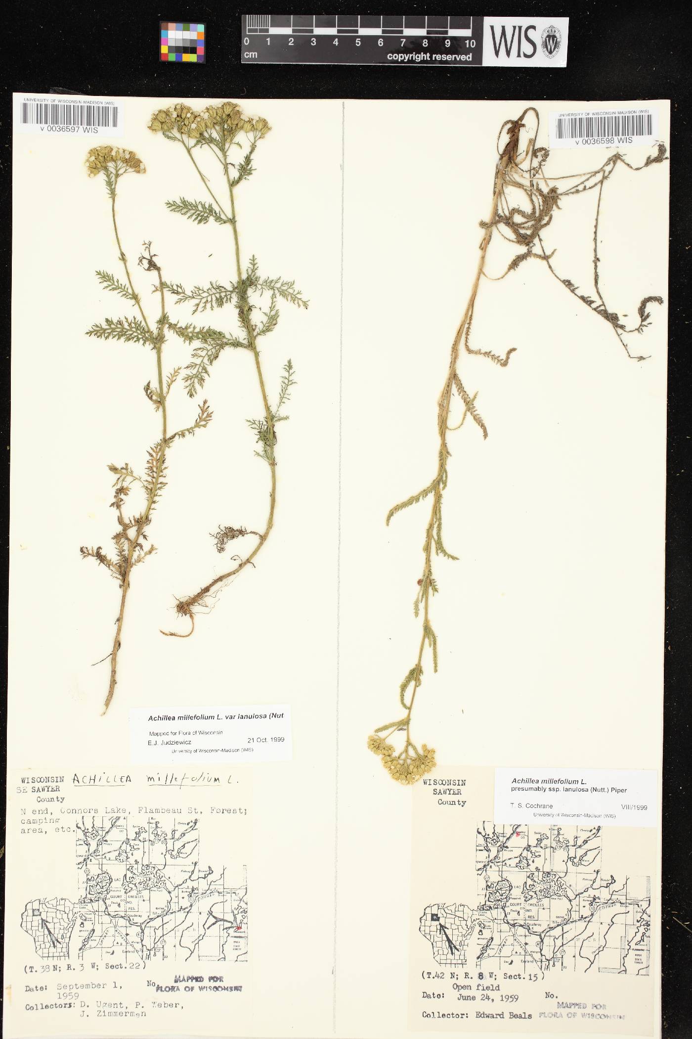 Achillea millefolium image